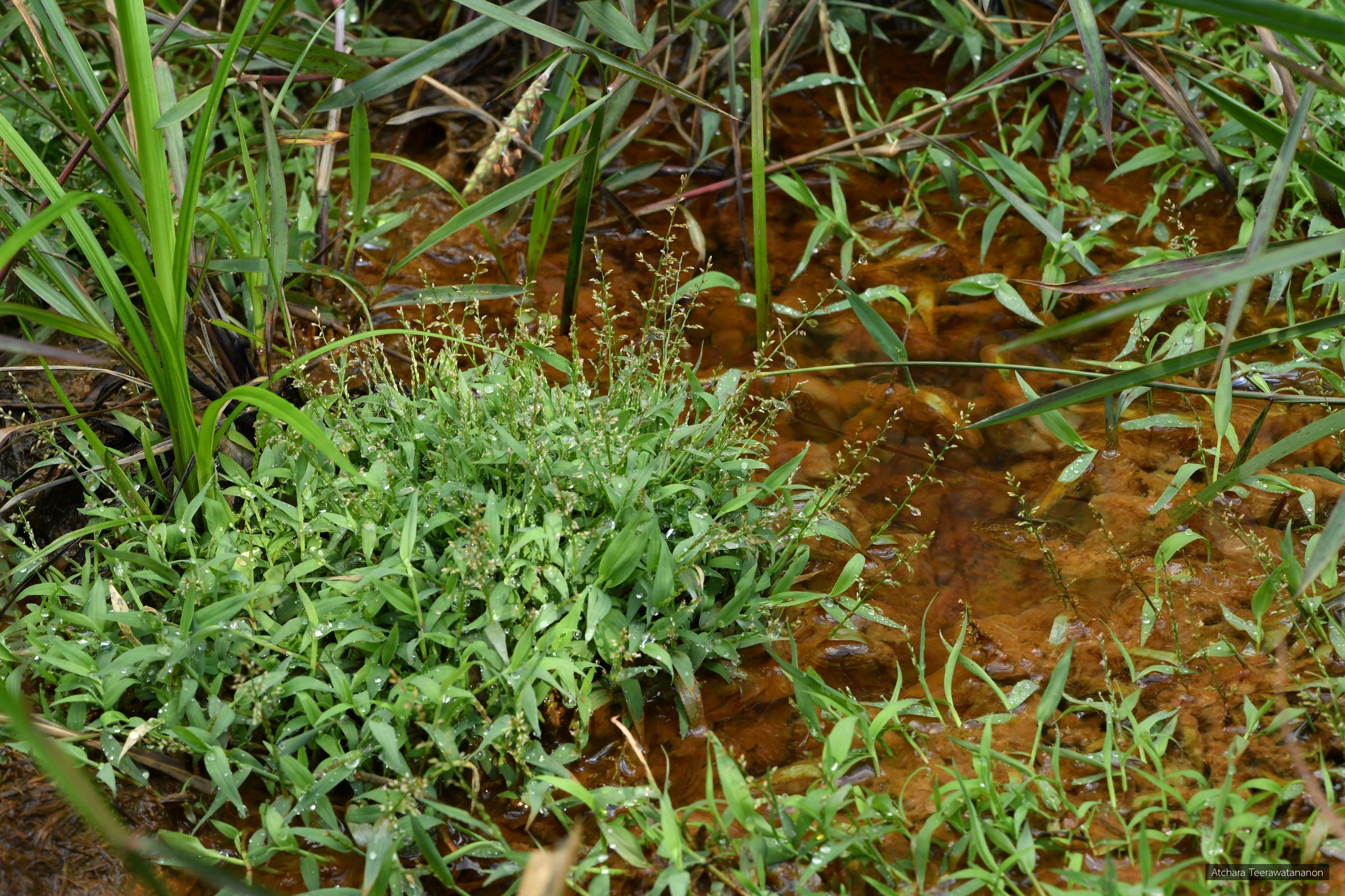 Coelachne simpliciuscula