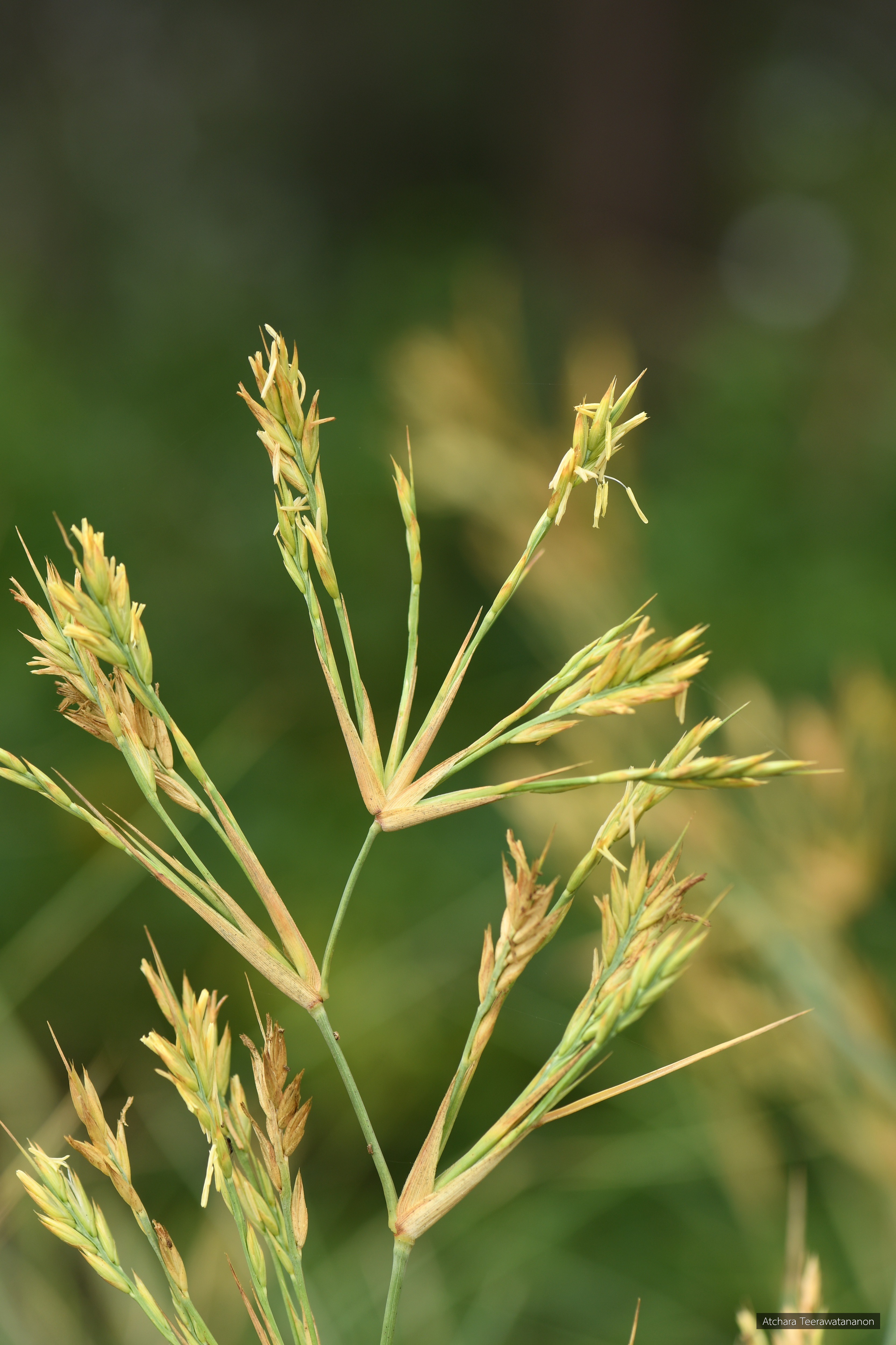 Spinifex littoreus