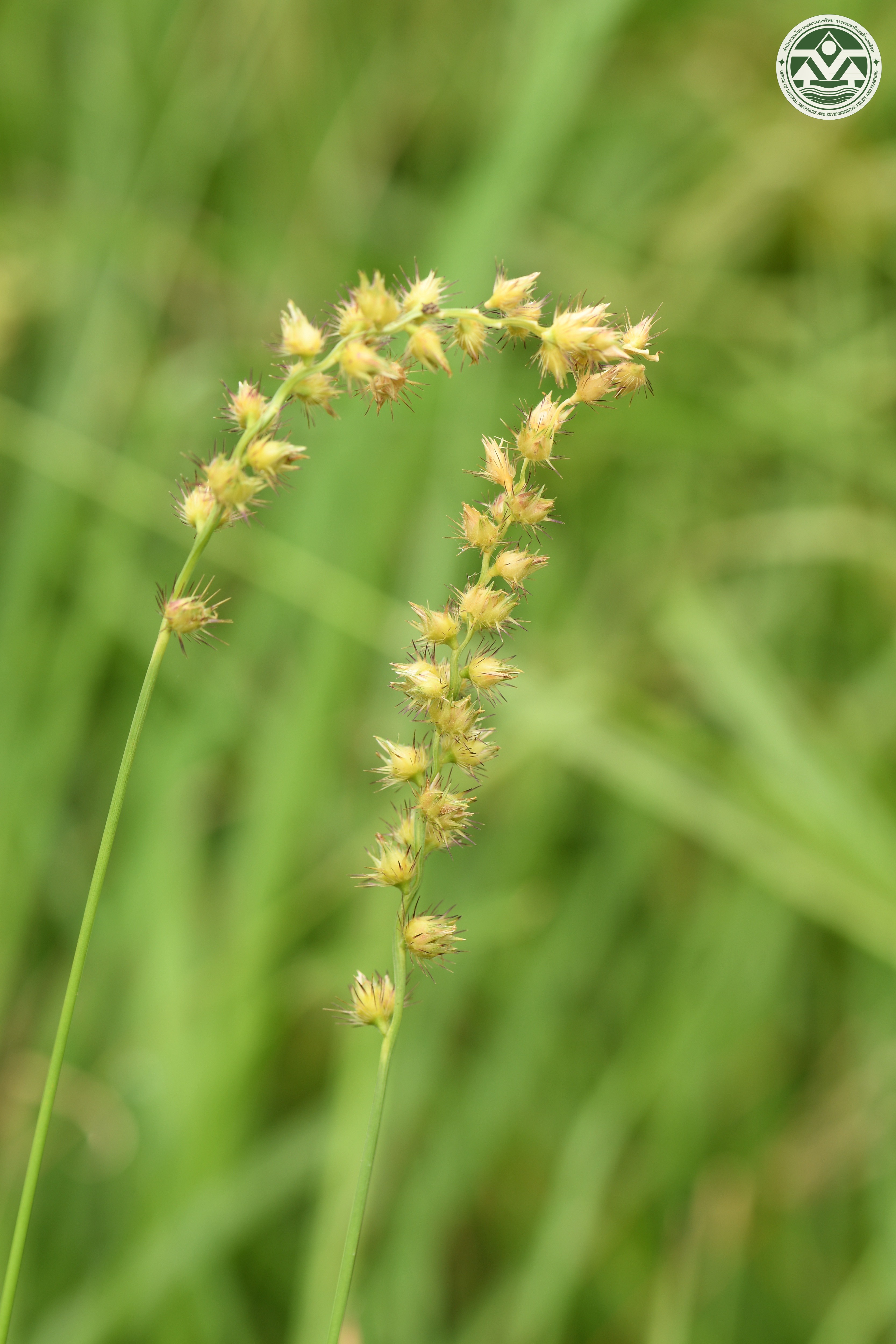 Cenchrus echinatus