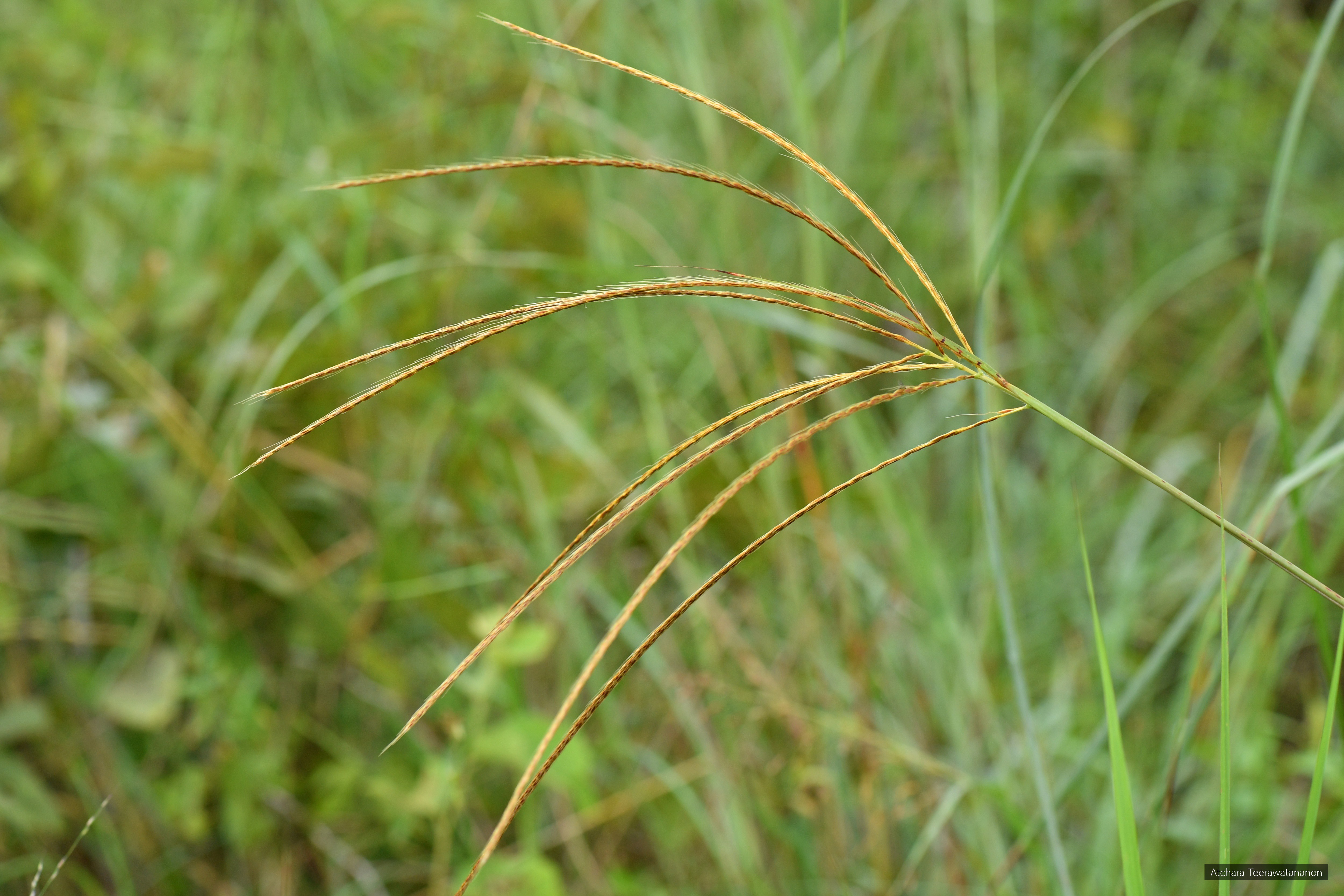 Eulalia speciosa