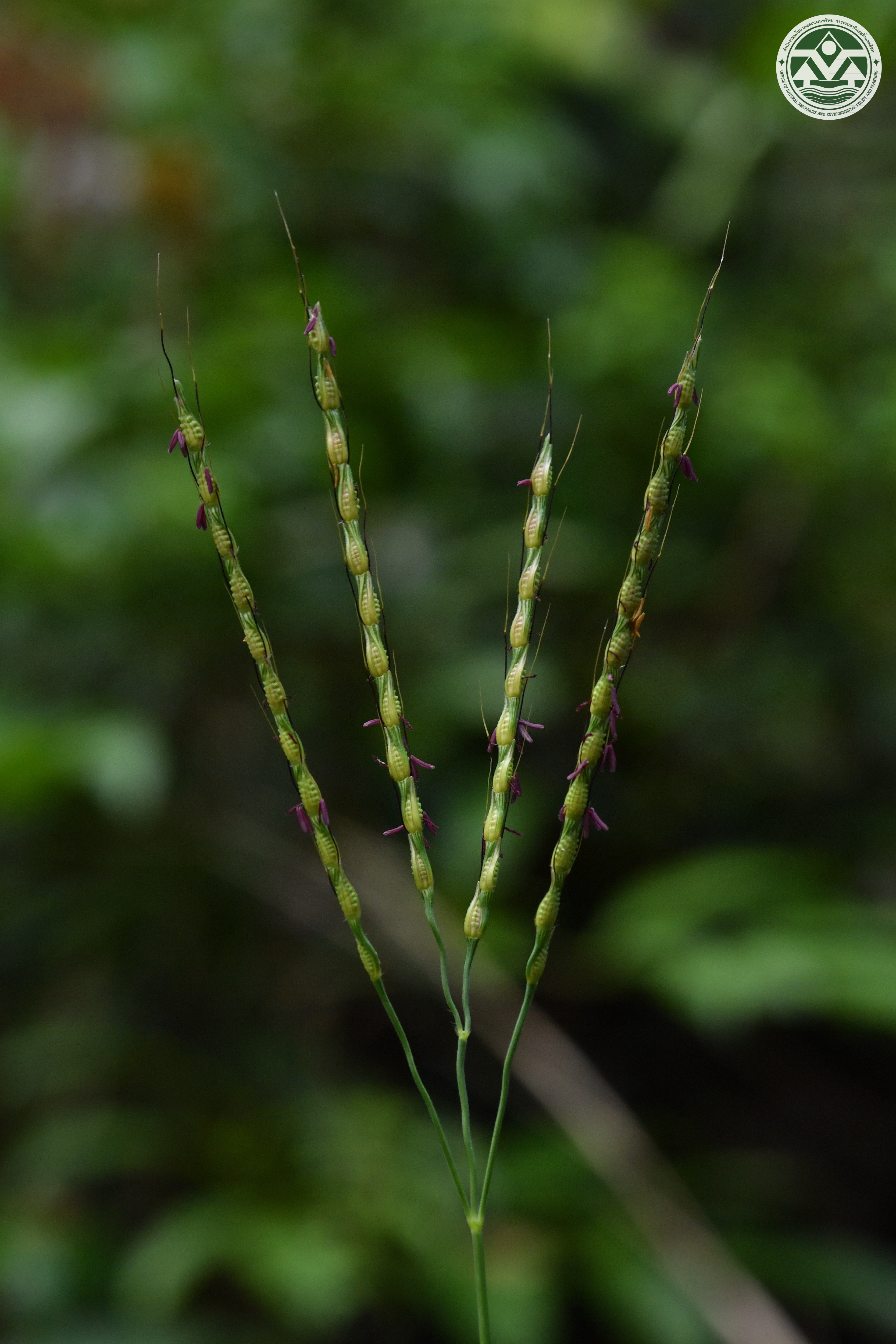 Thelepogon elegans