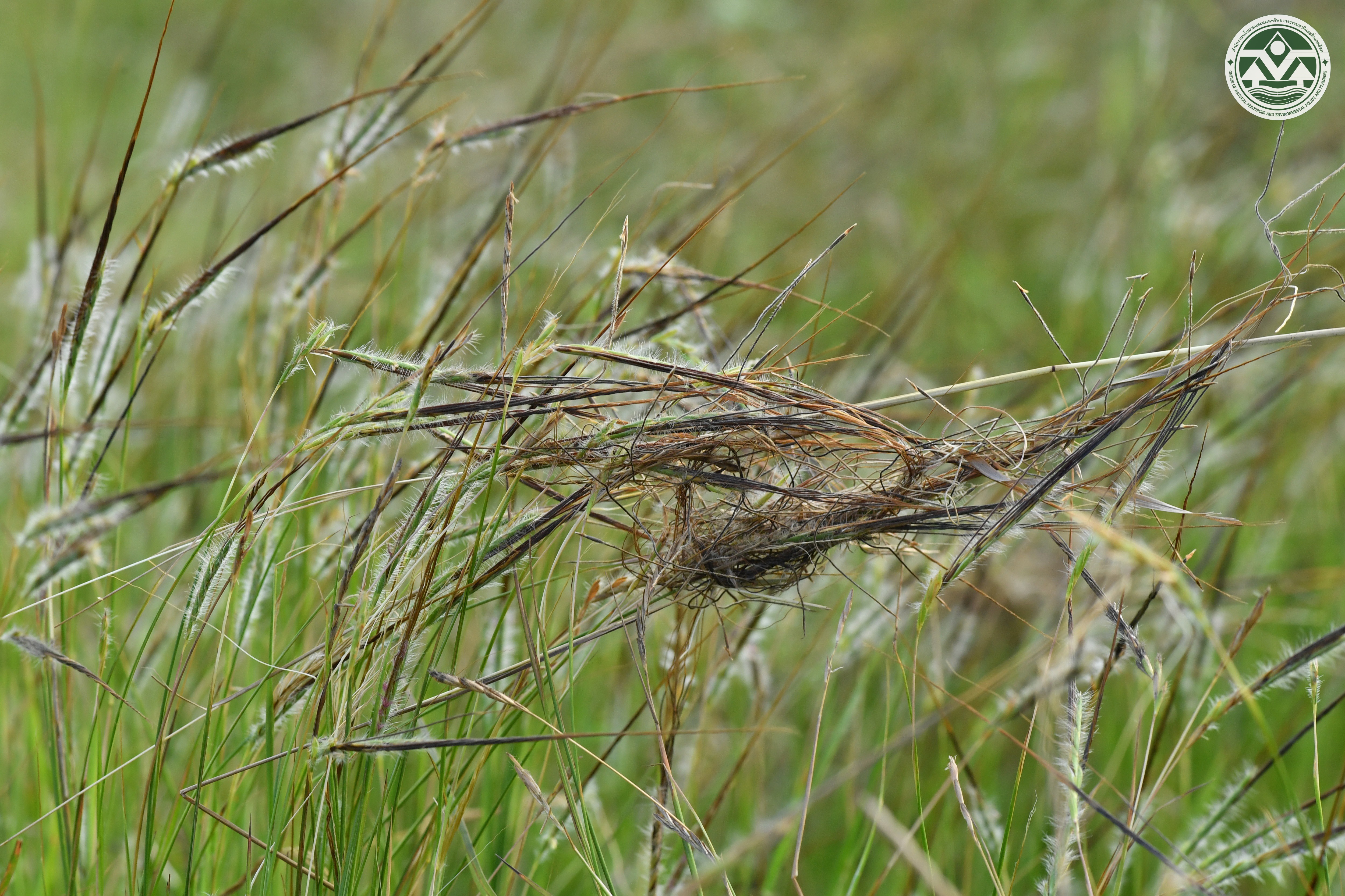 Heteropogon contortus