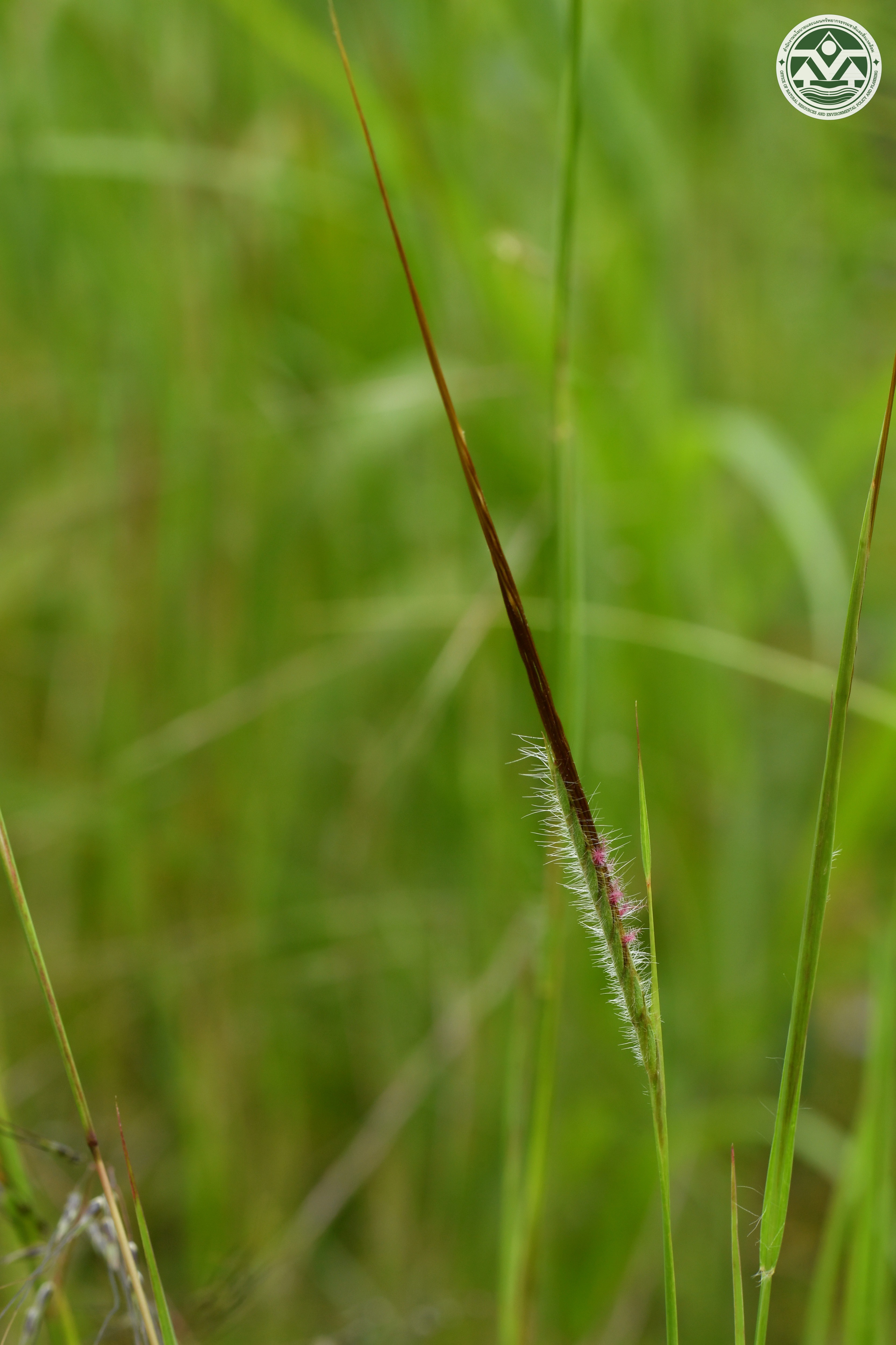 Heteropogon contortus