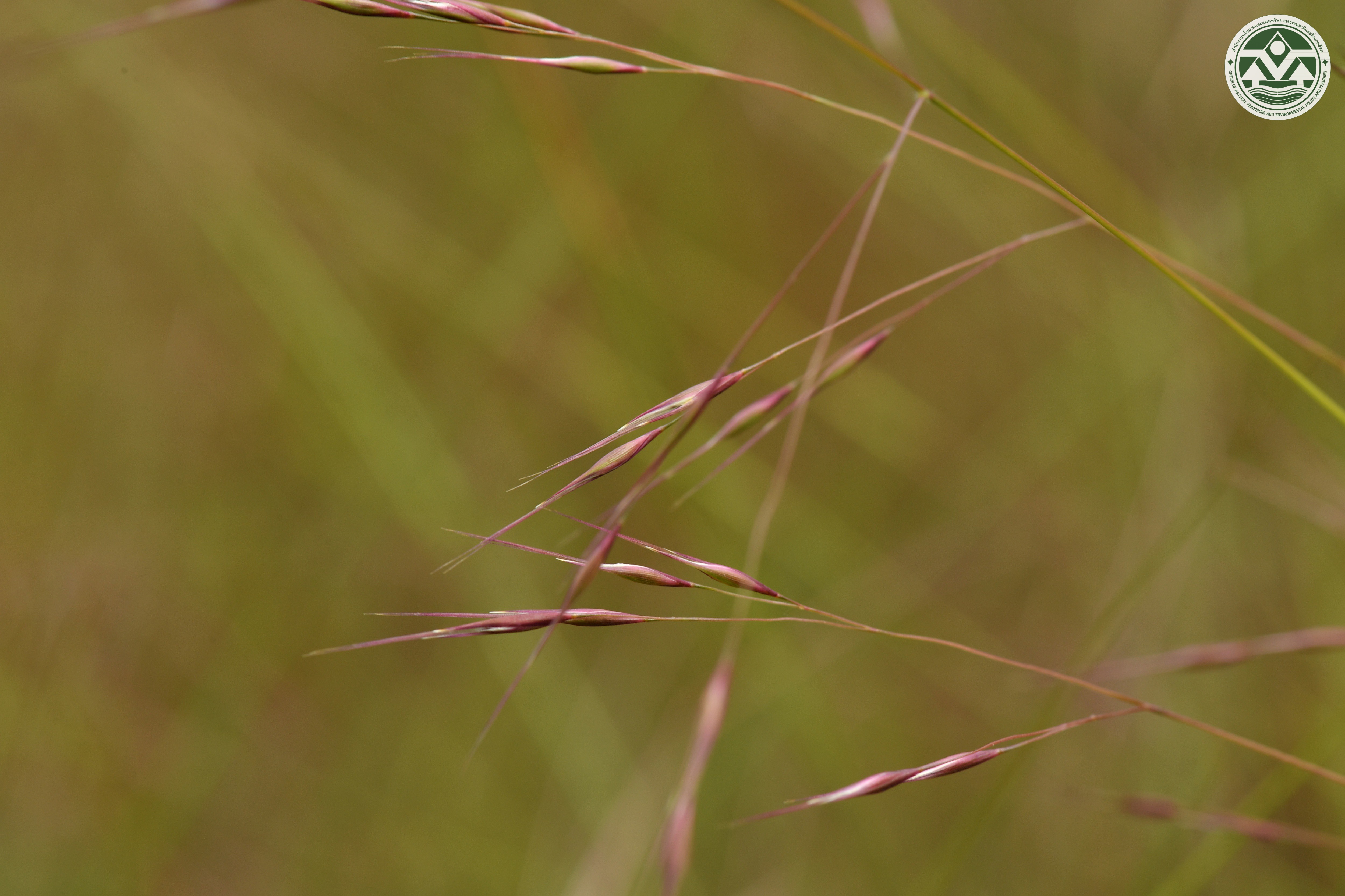 Eriachne triseta
