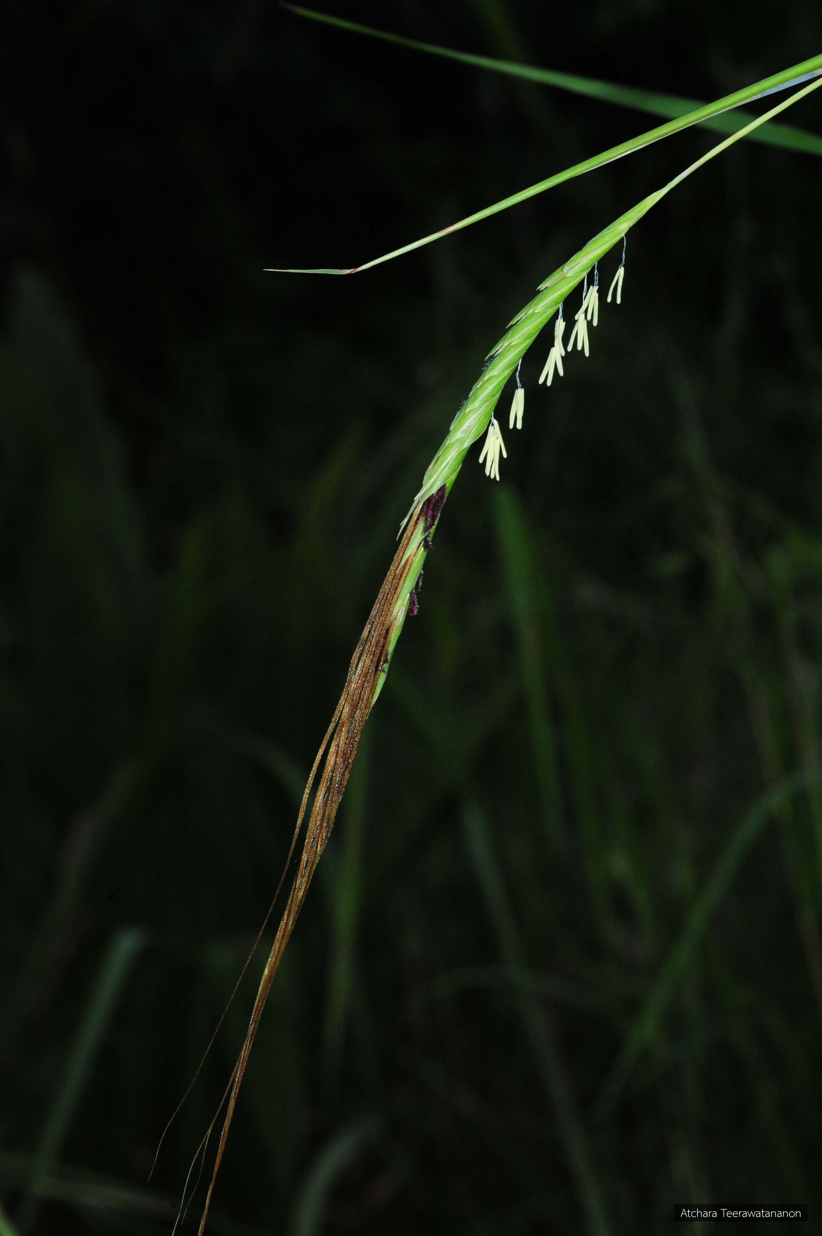Heteropogon triticeus