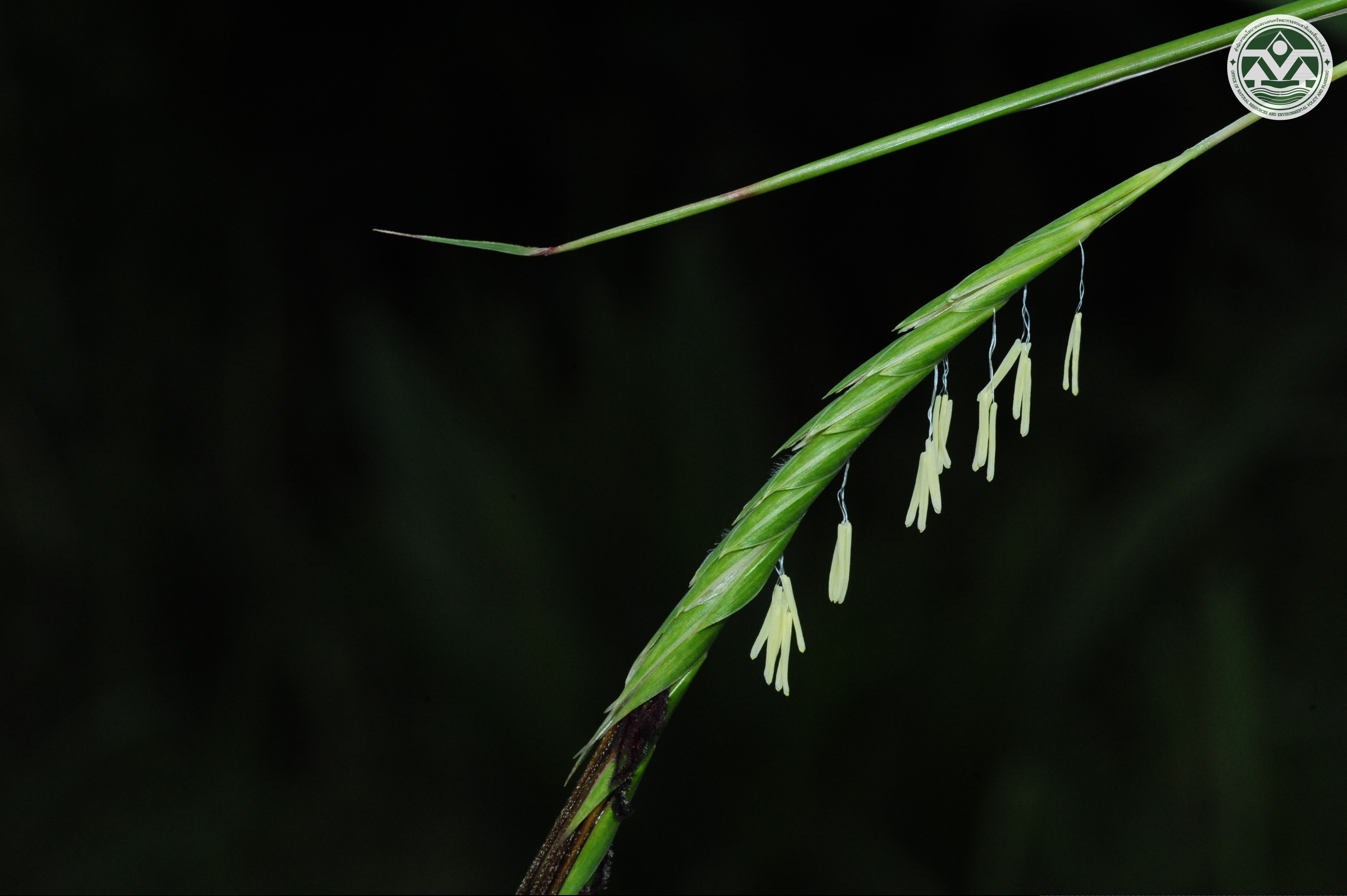 Heteropogon triticeus