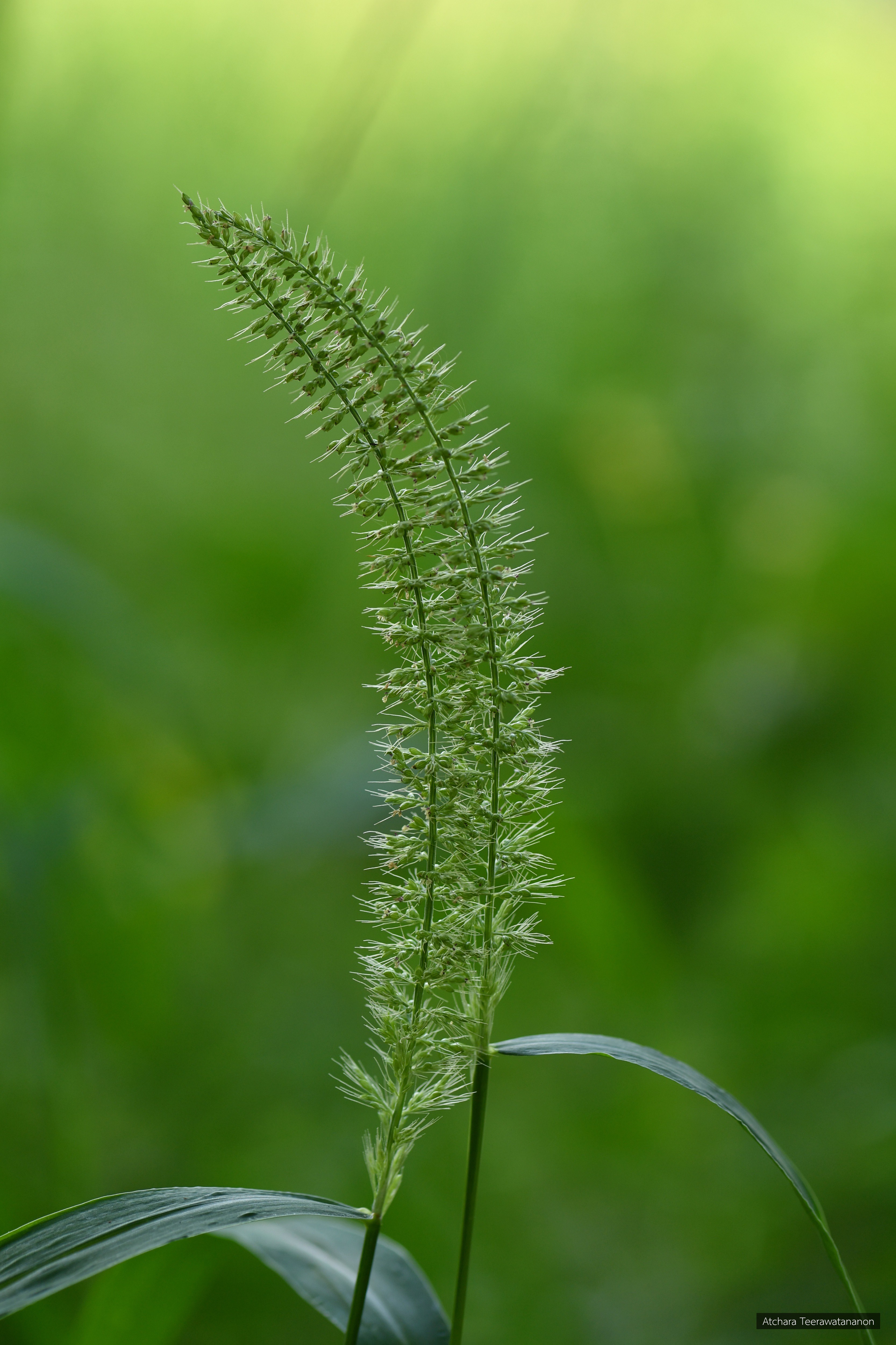 Setaria verticillata