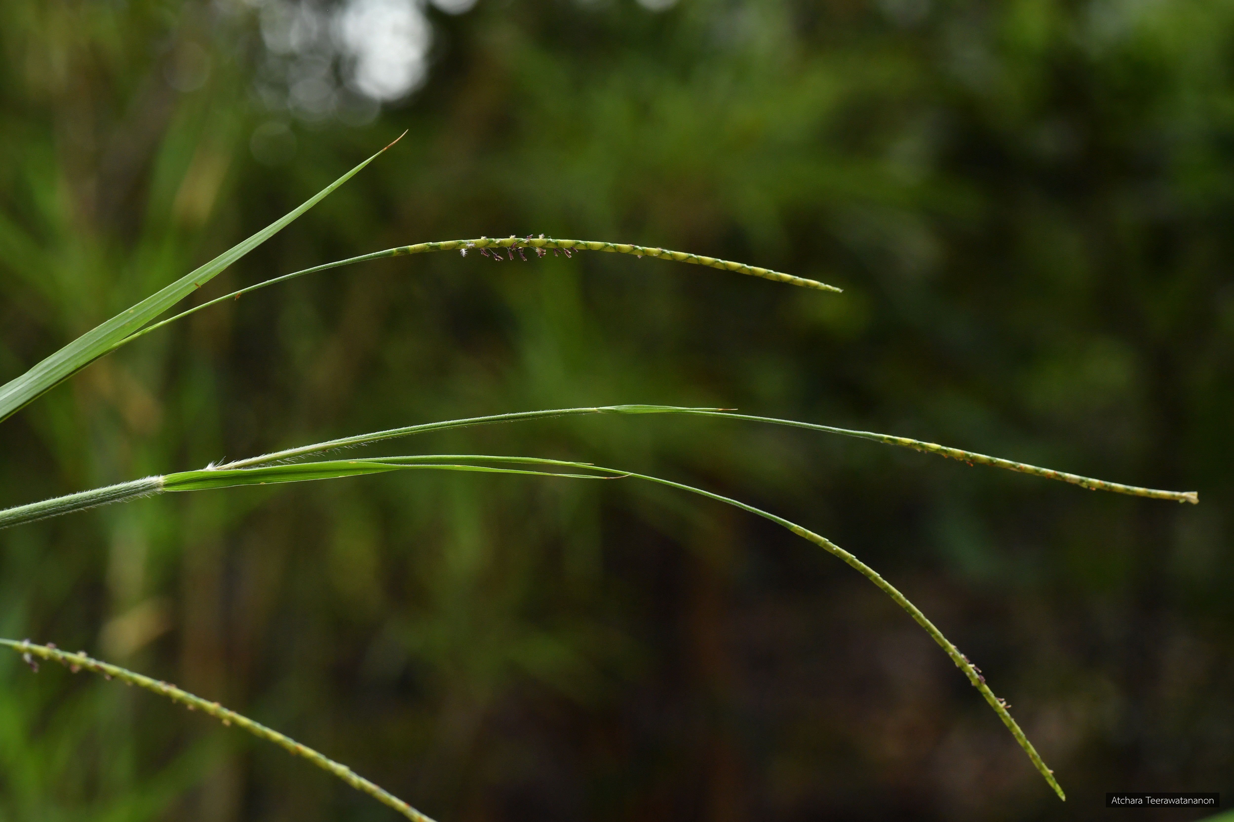 Mnesithea cancellata