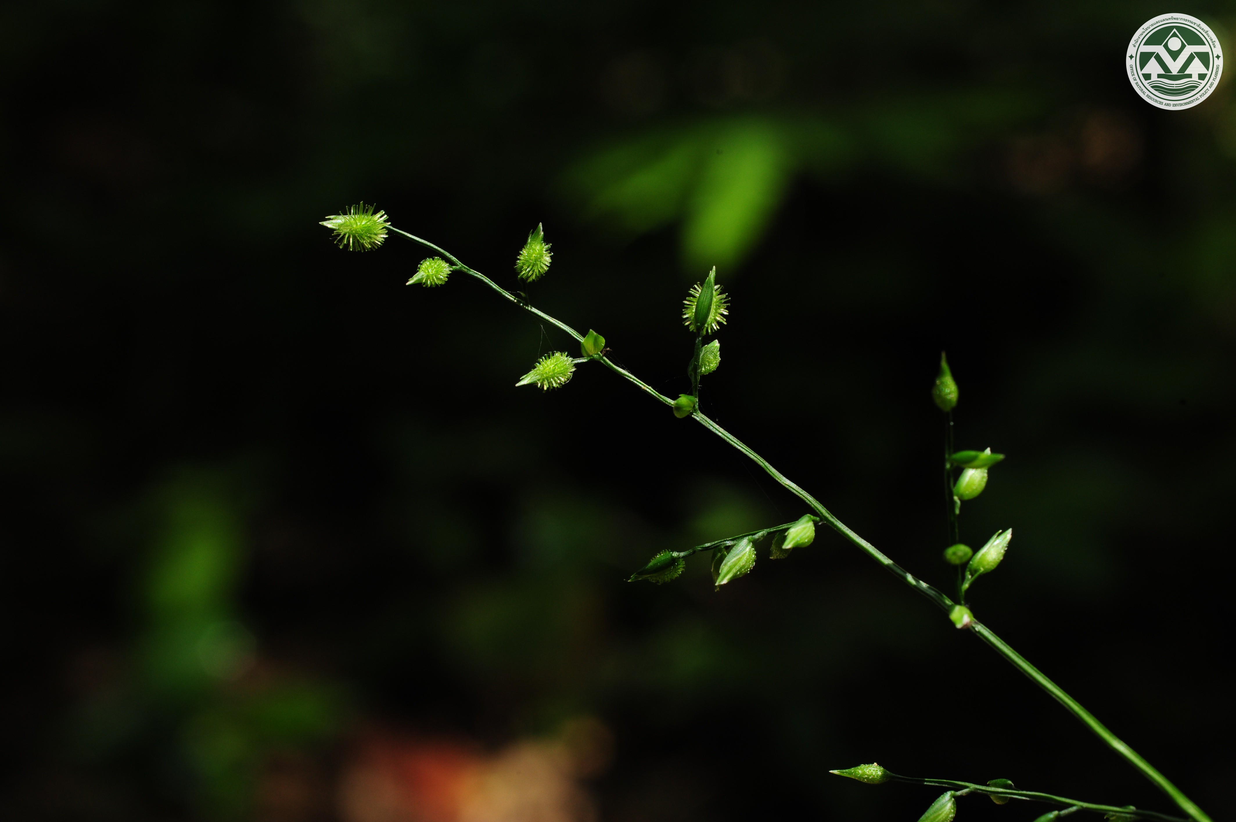 Pseudechinolaena polystachya