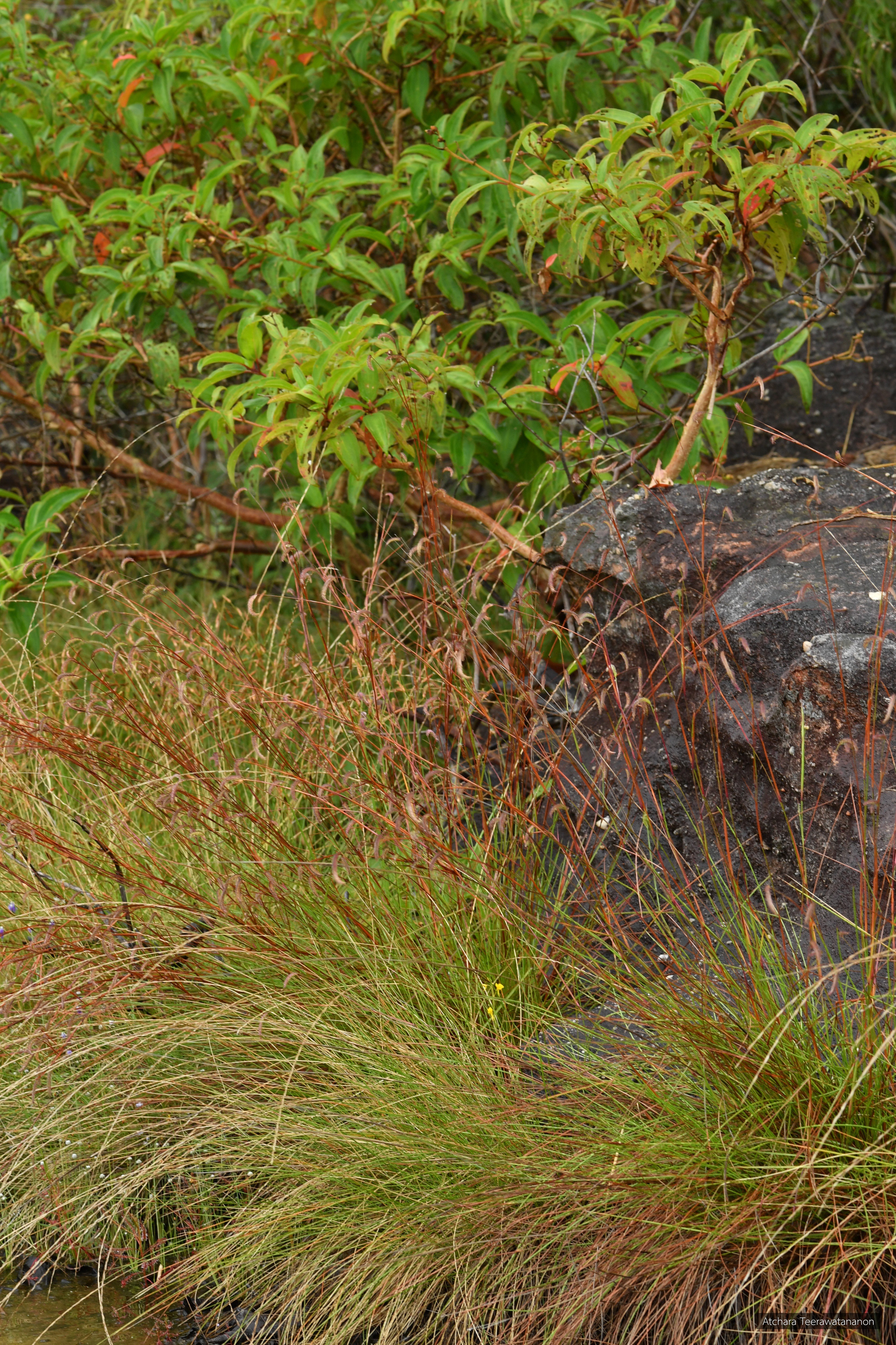 Eremochloa eriopoda
