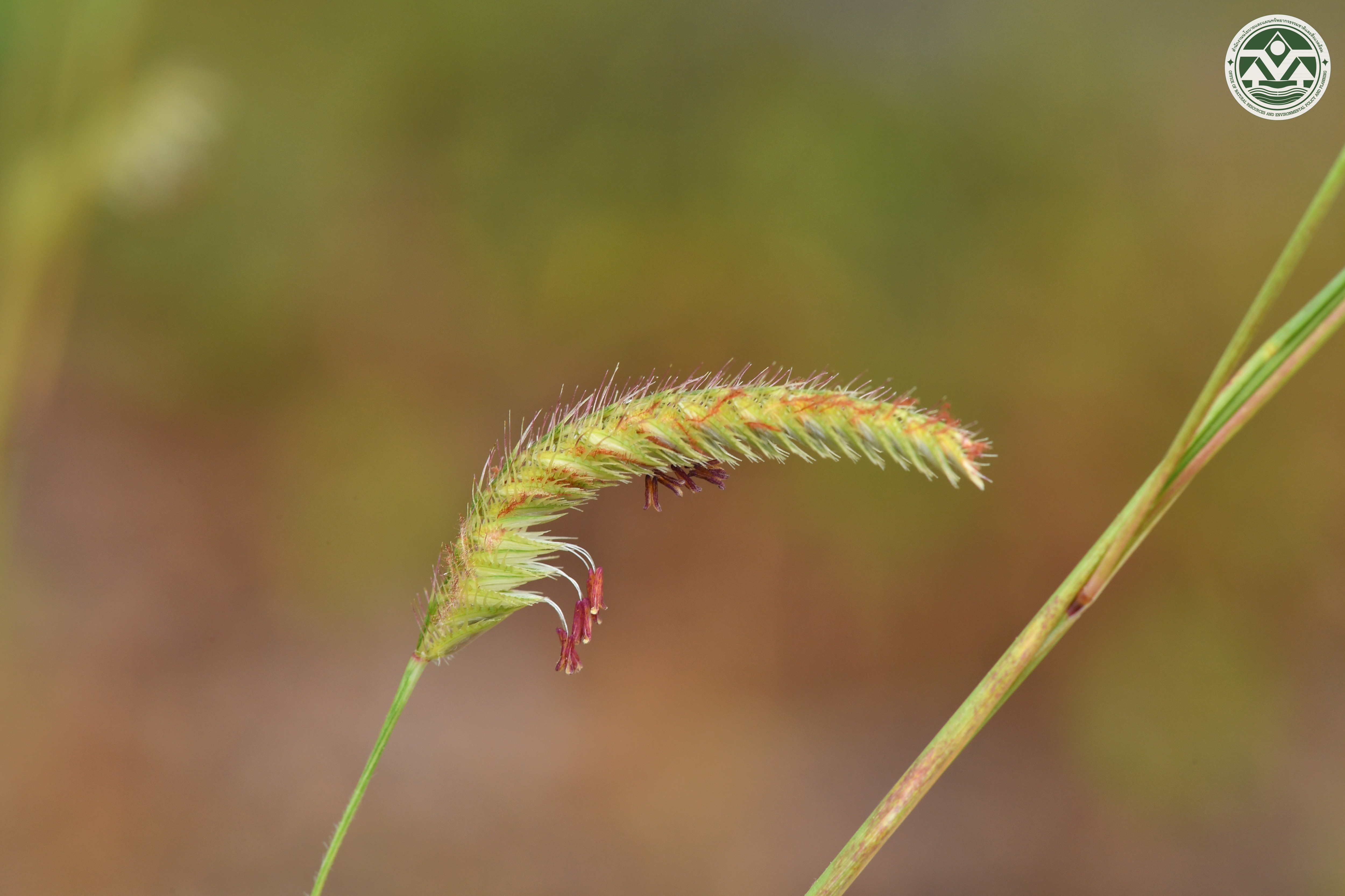 Eremochloa eriopoda