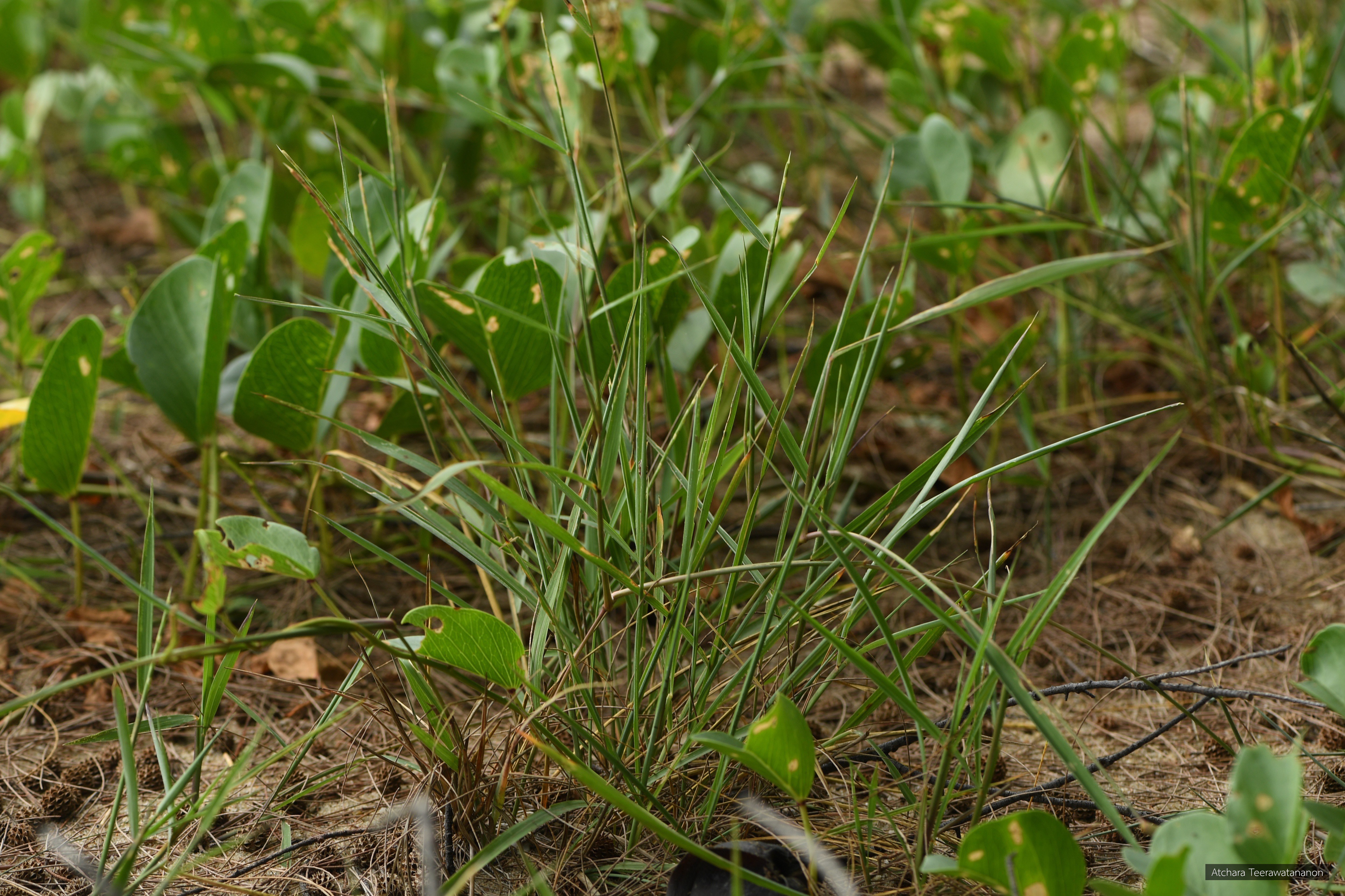 Lepturus repens