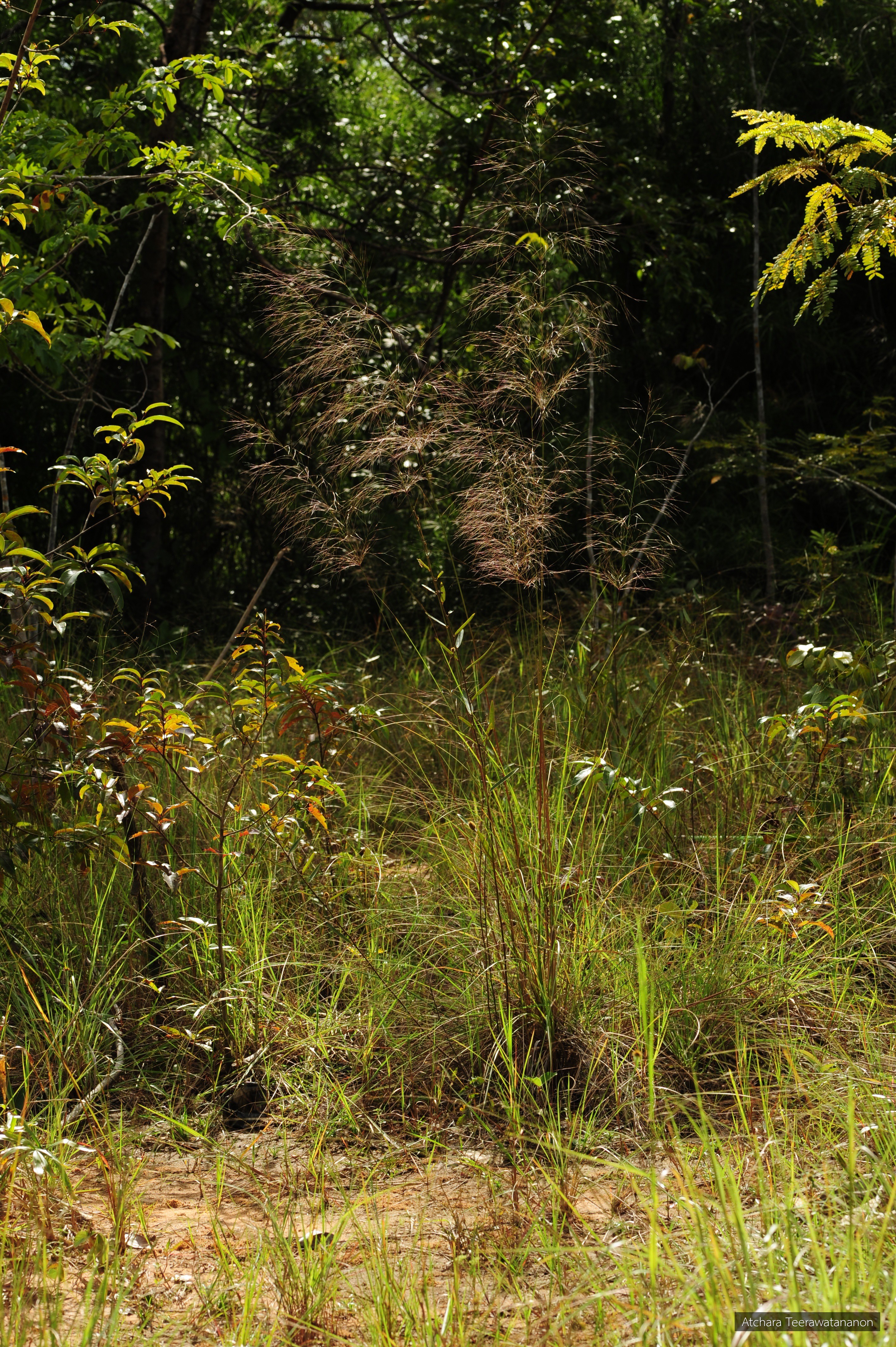 Aristida culionensis