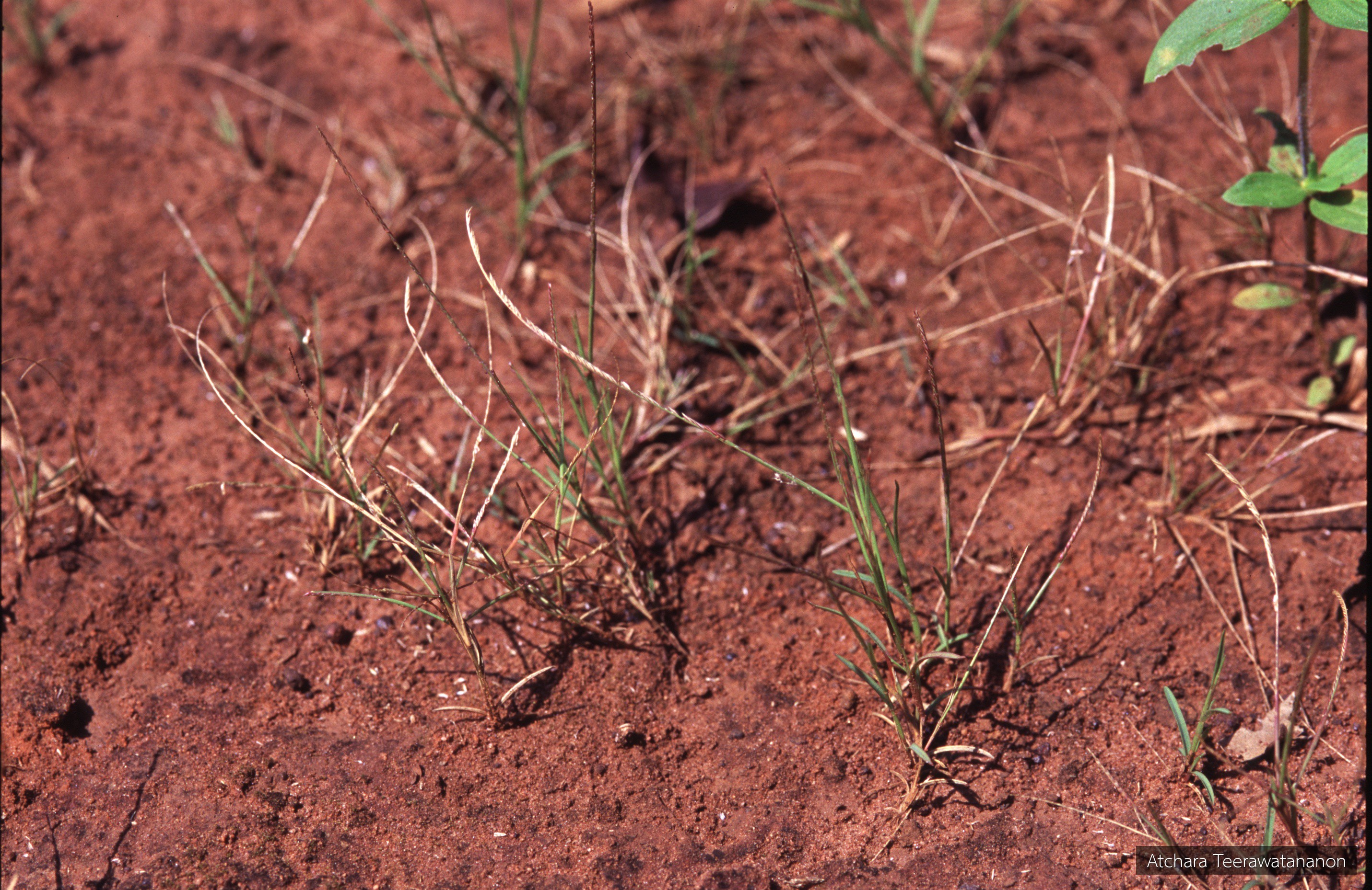 Microchloa indica