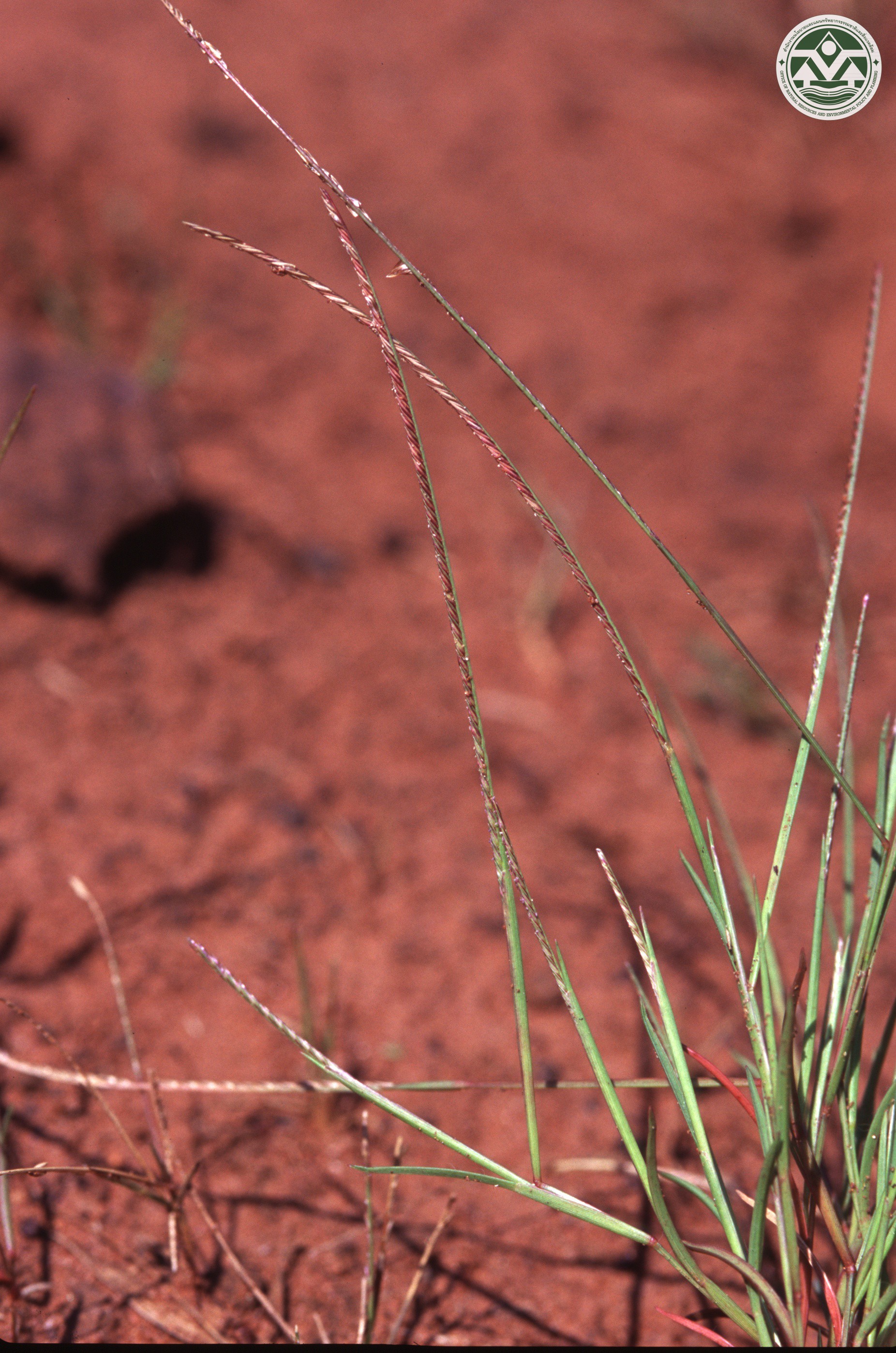 Microchloa indica