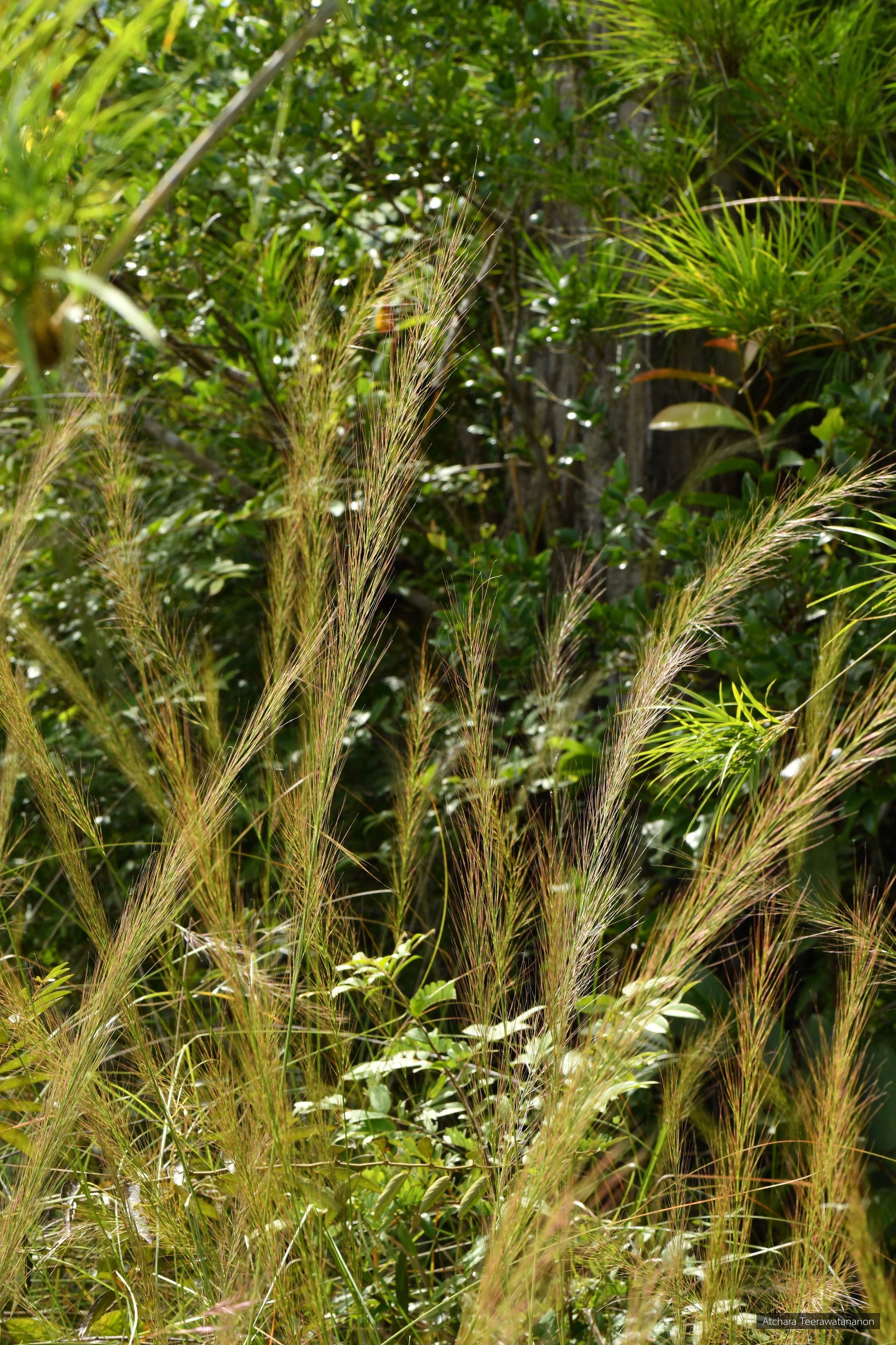 Aristida balansae