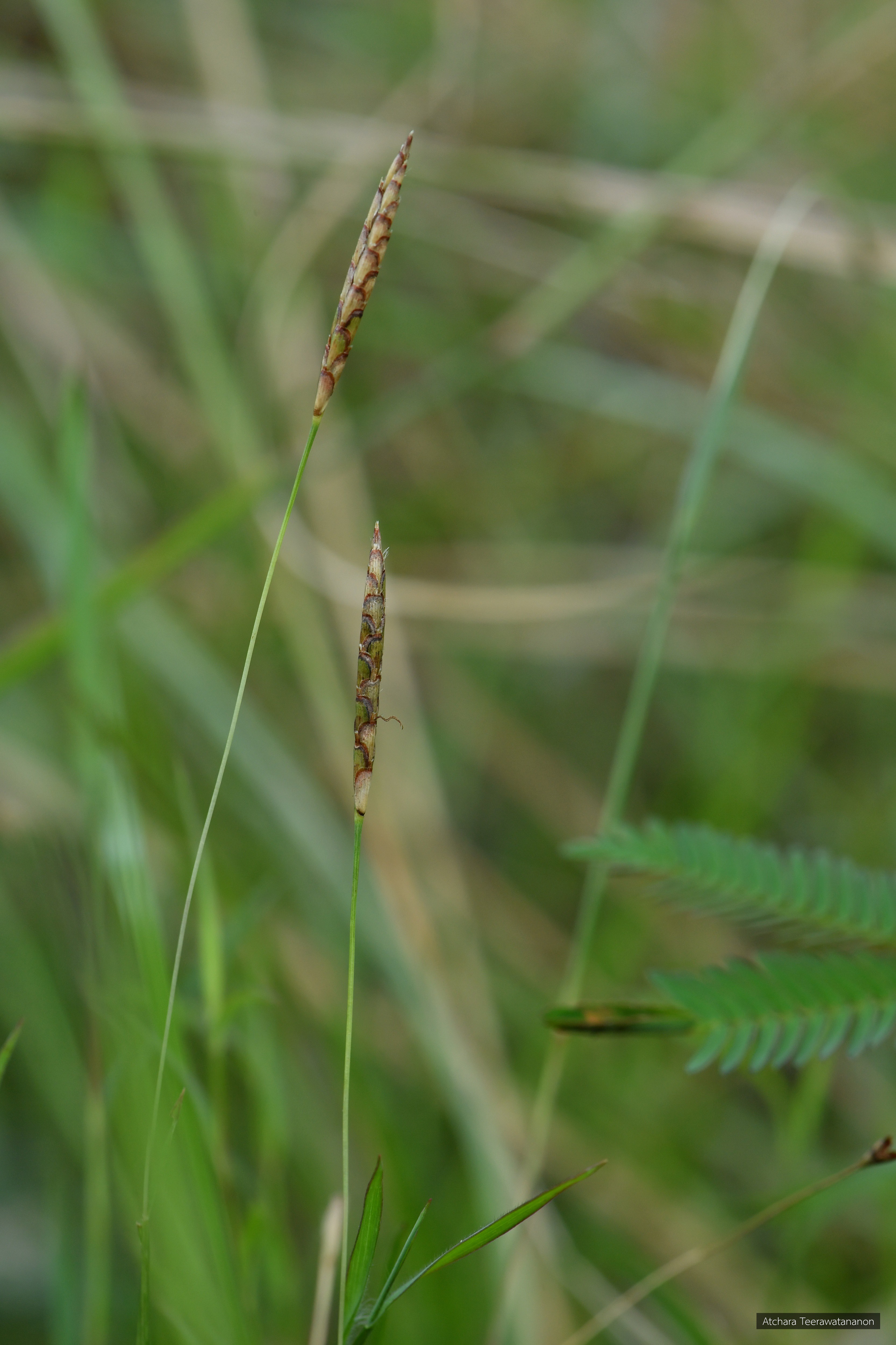 Apocopis collinus
