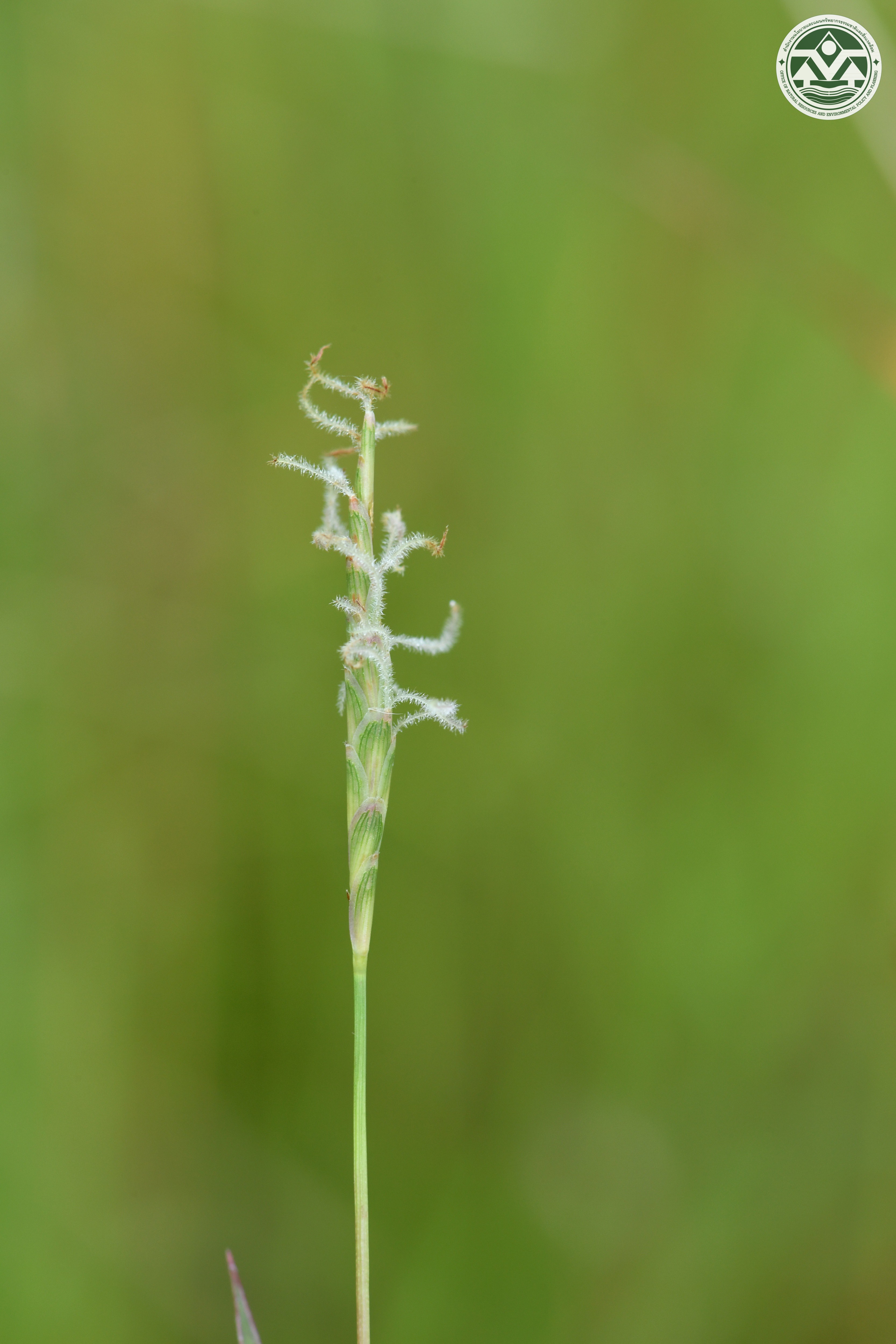 Apocopis collinus