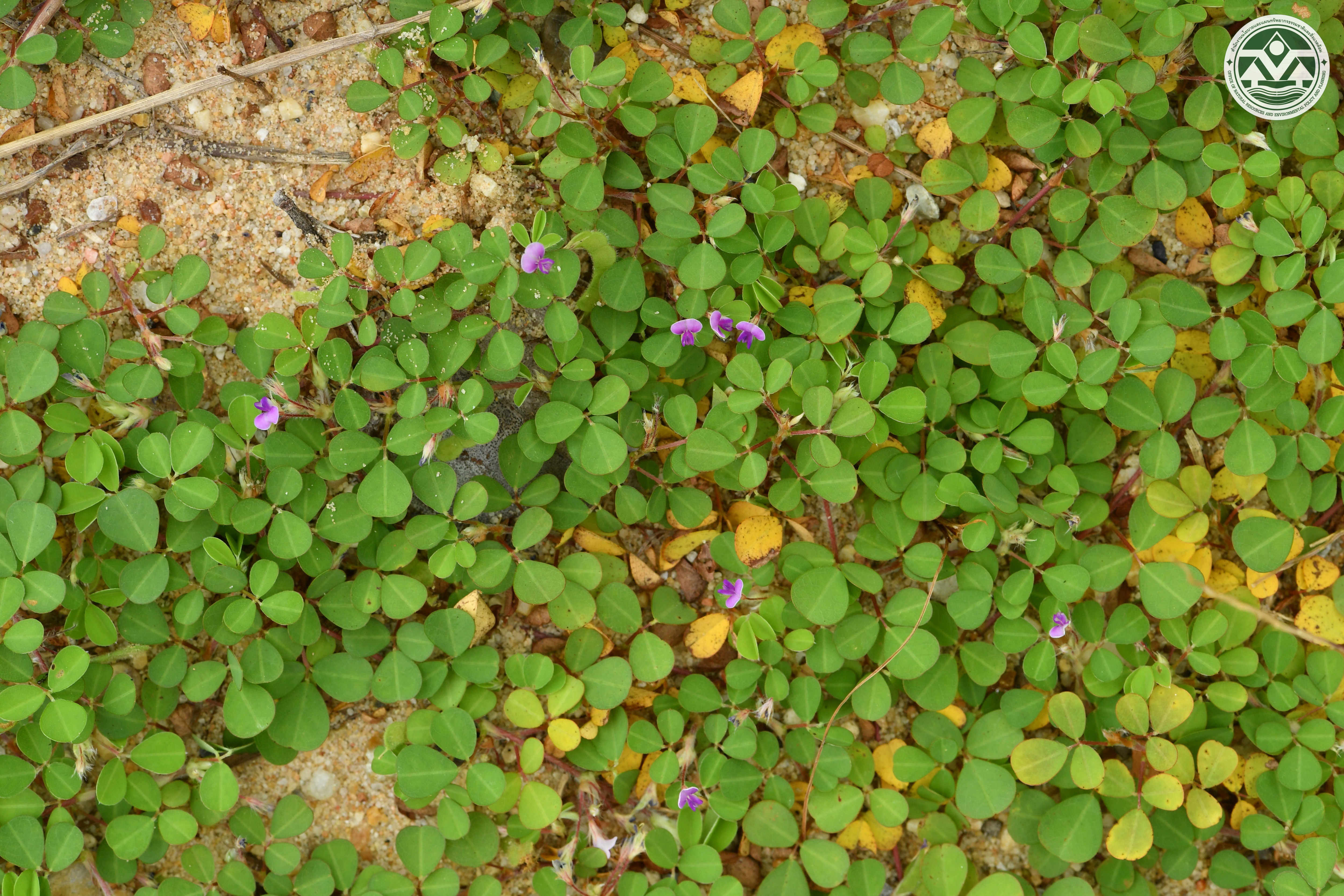 Desmodium triflorum