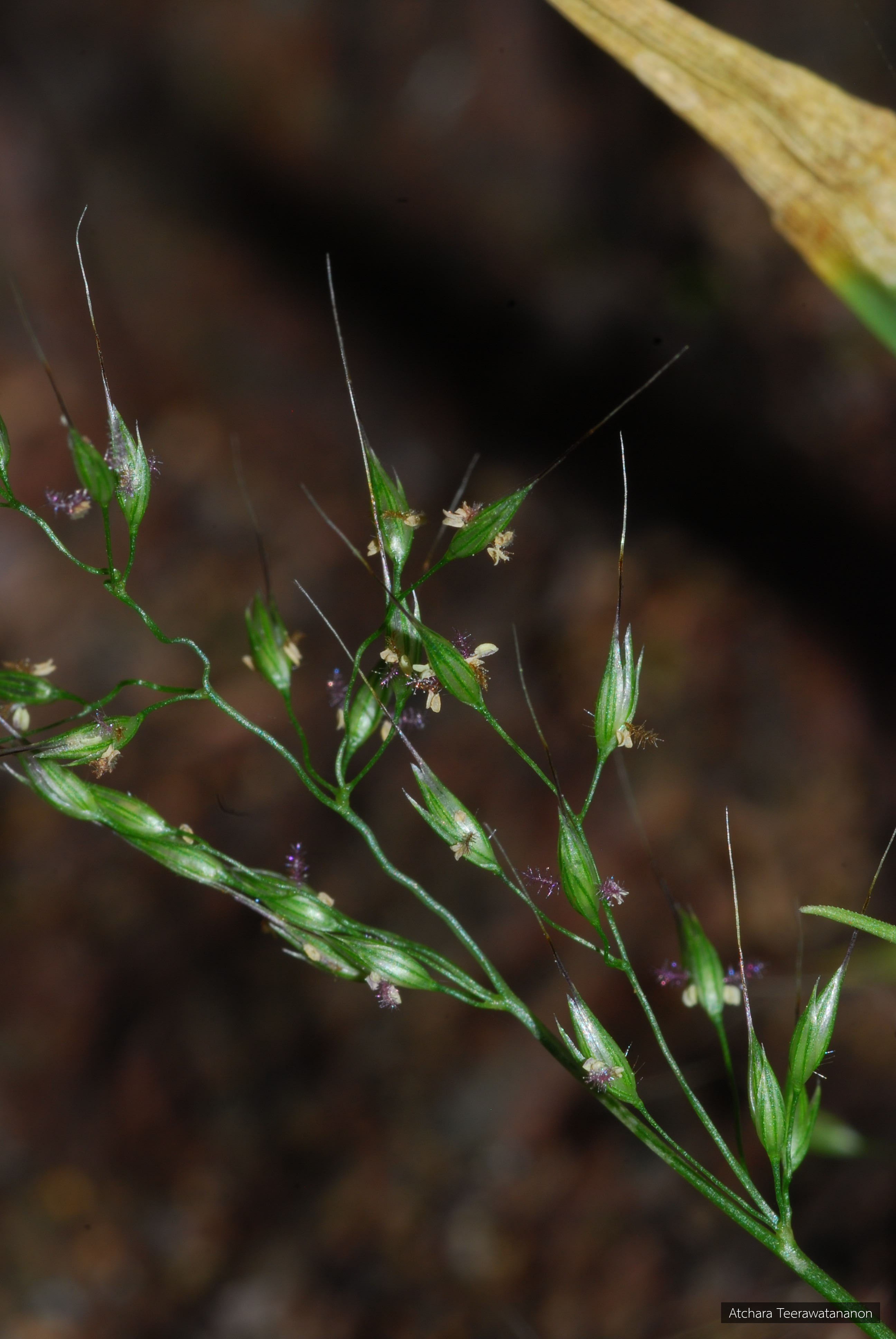 Arundinella kokutensis
