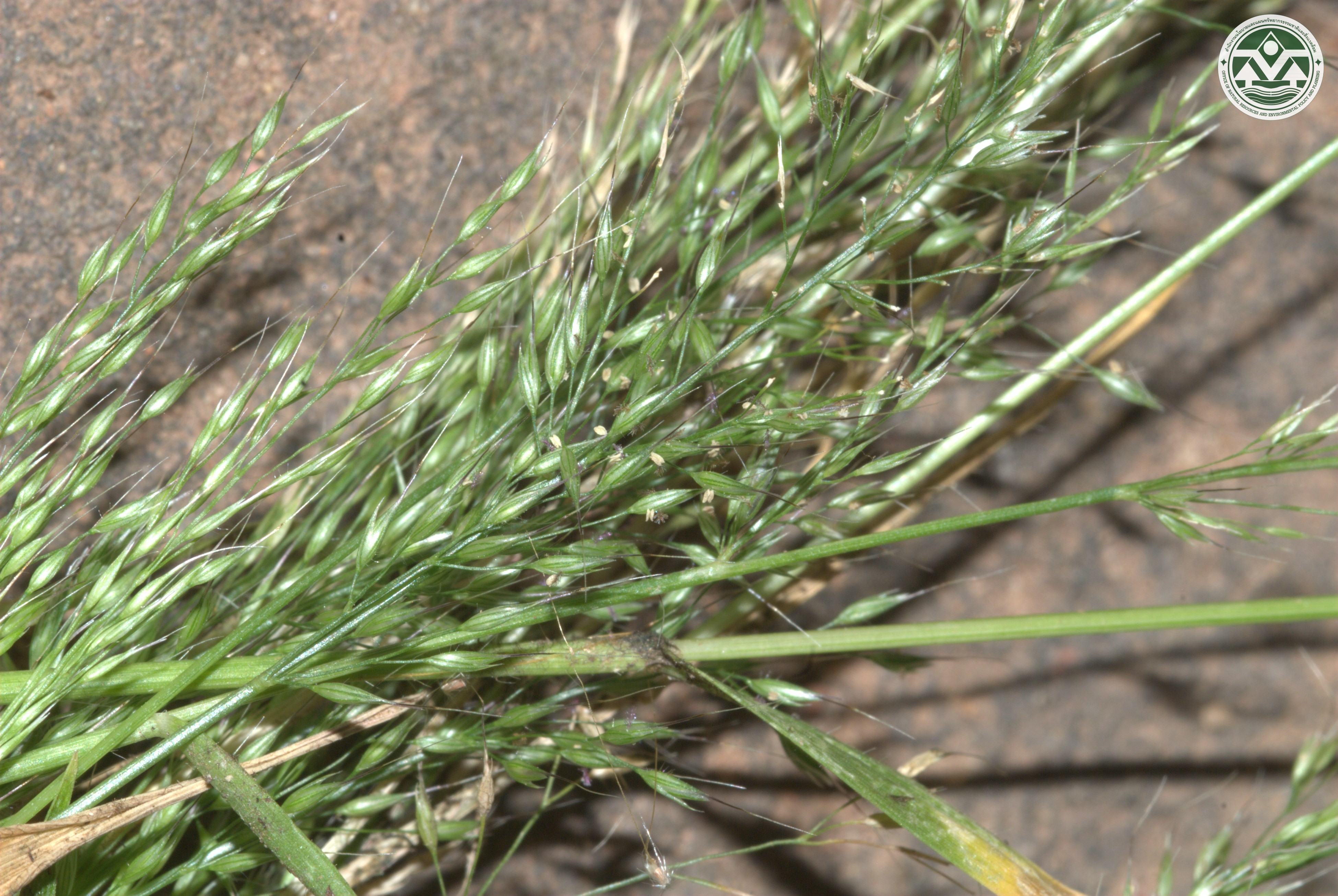 Arundinella kokutensis
