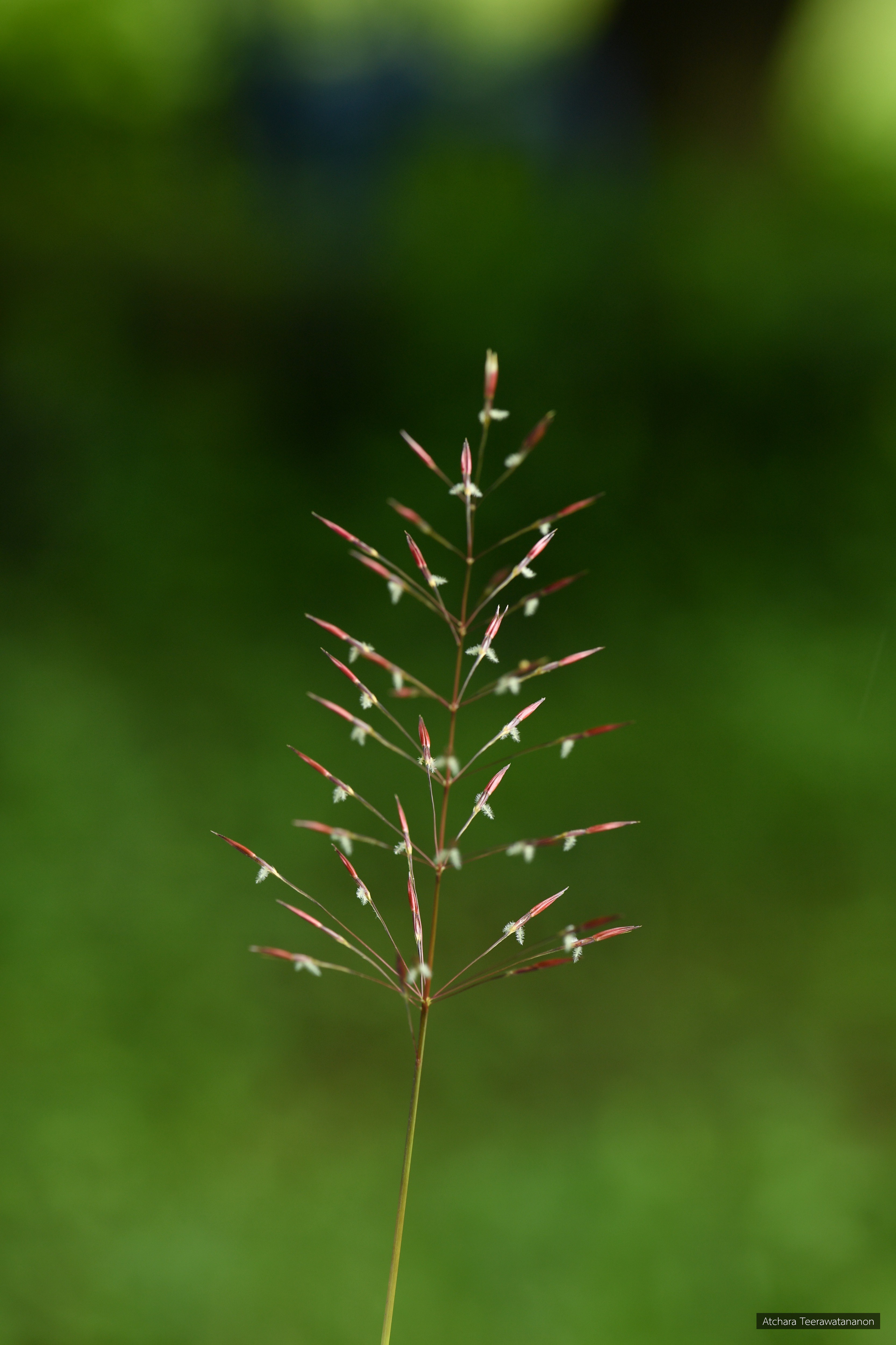 Chrysopogon aciculatus