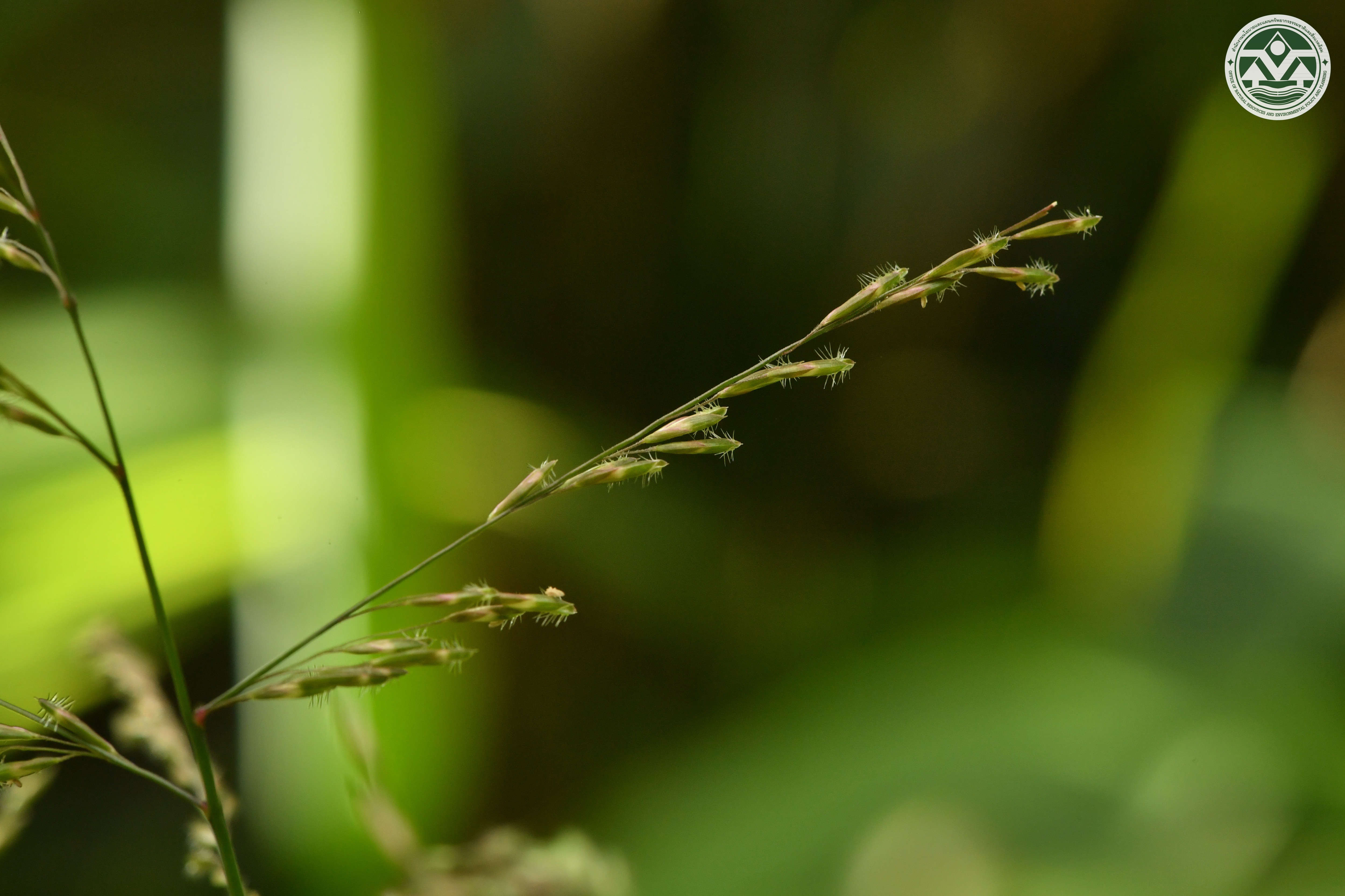 Centotheca lappacea