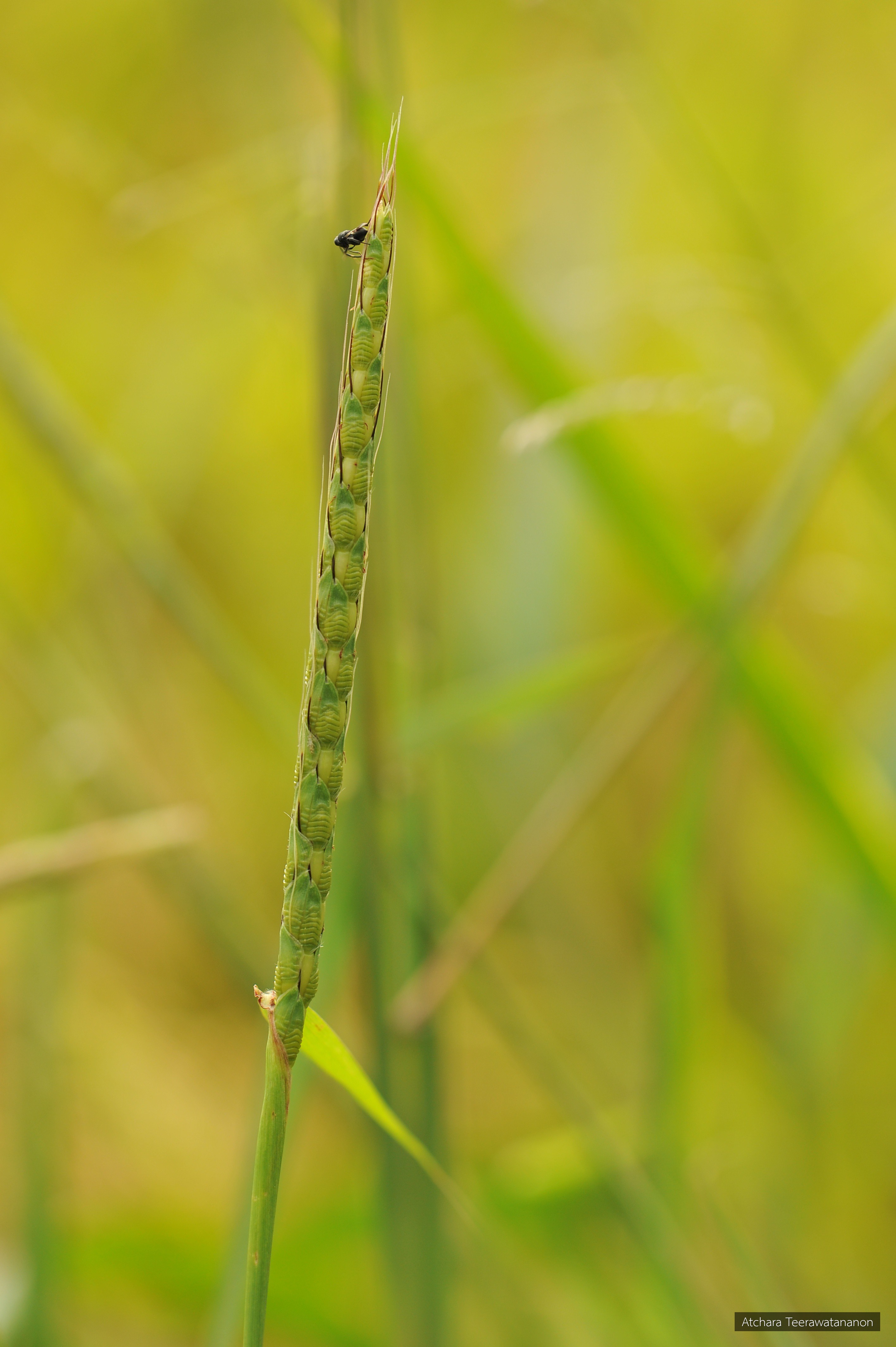 Ischaemum rugosum