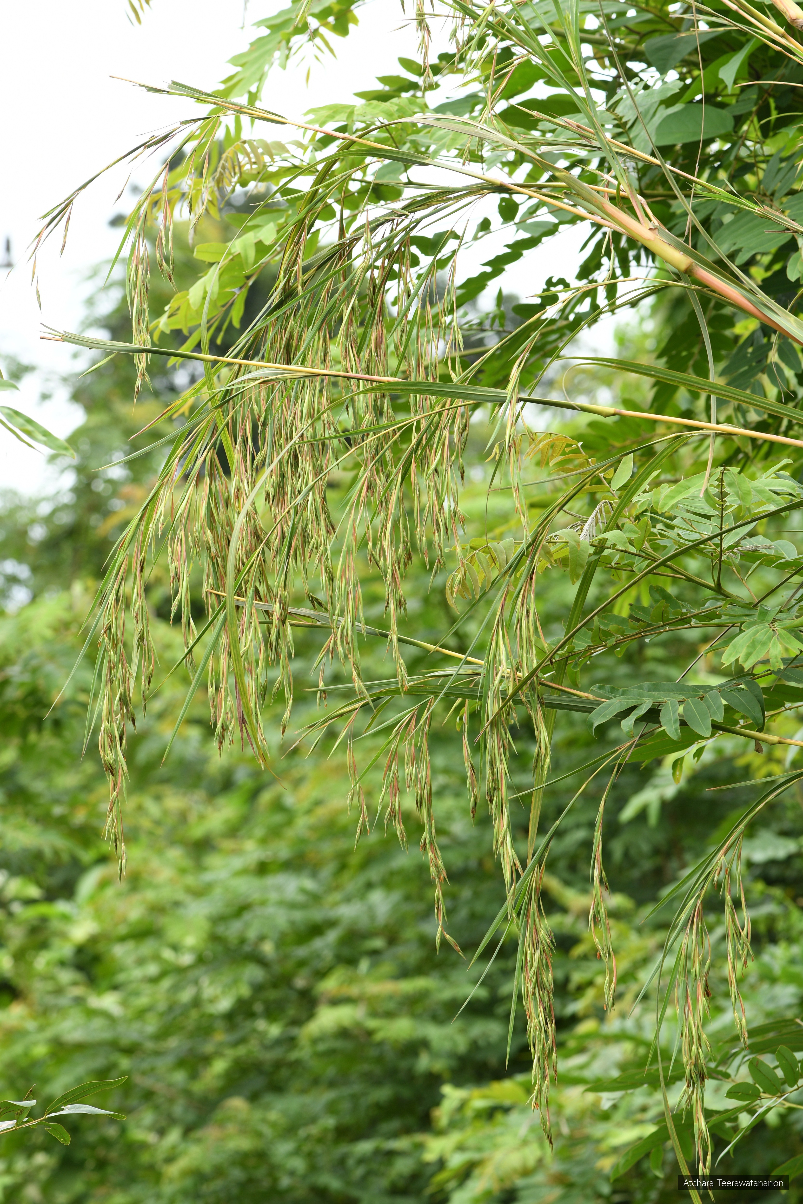 Themeda villosa