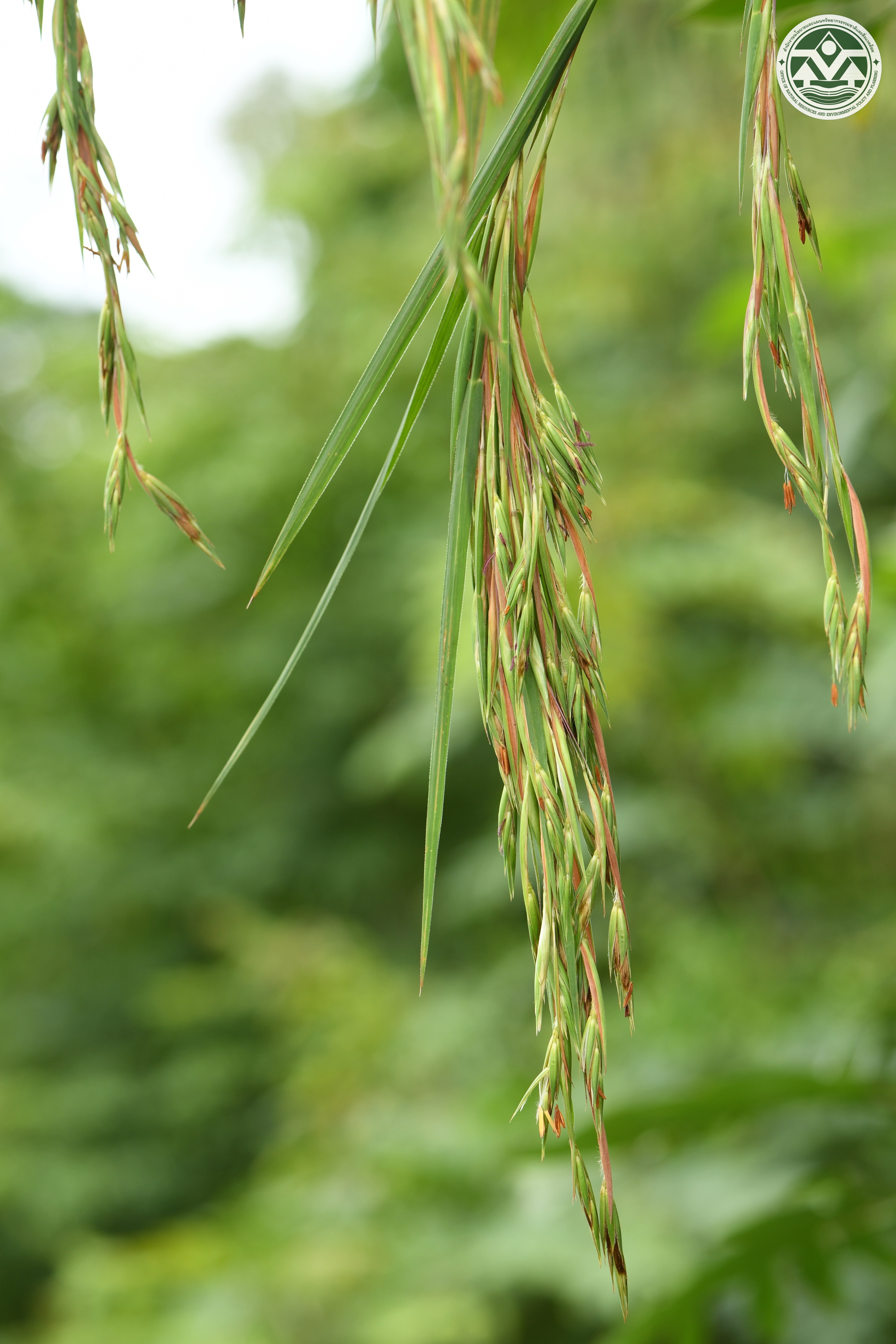 Themeda villosa
