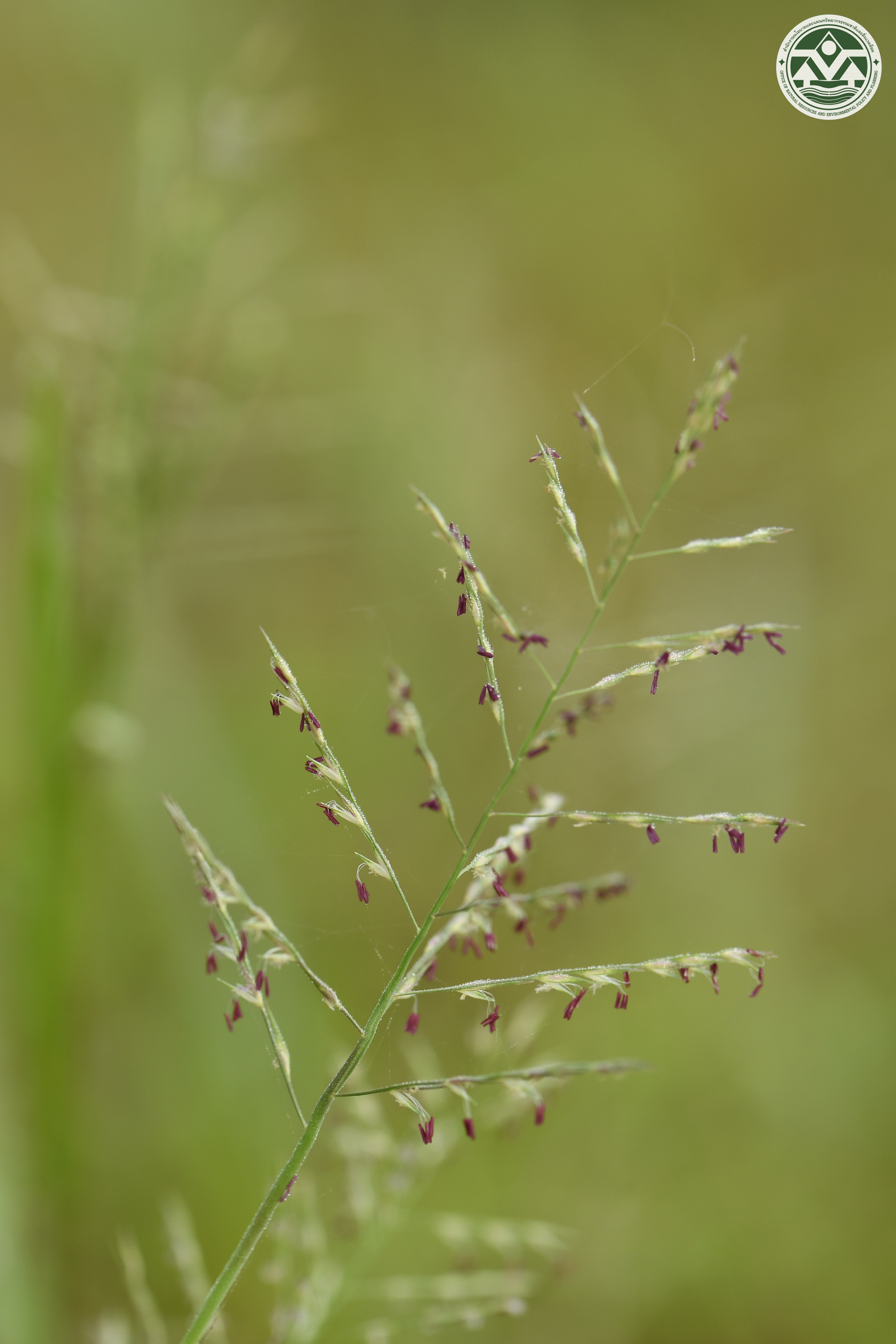 Pseudoraphis spinescens