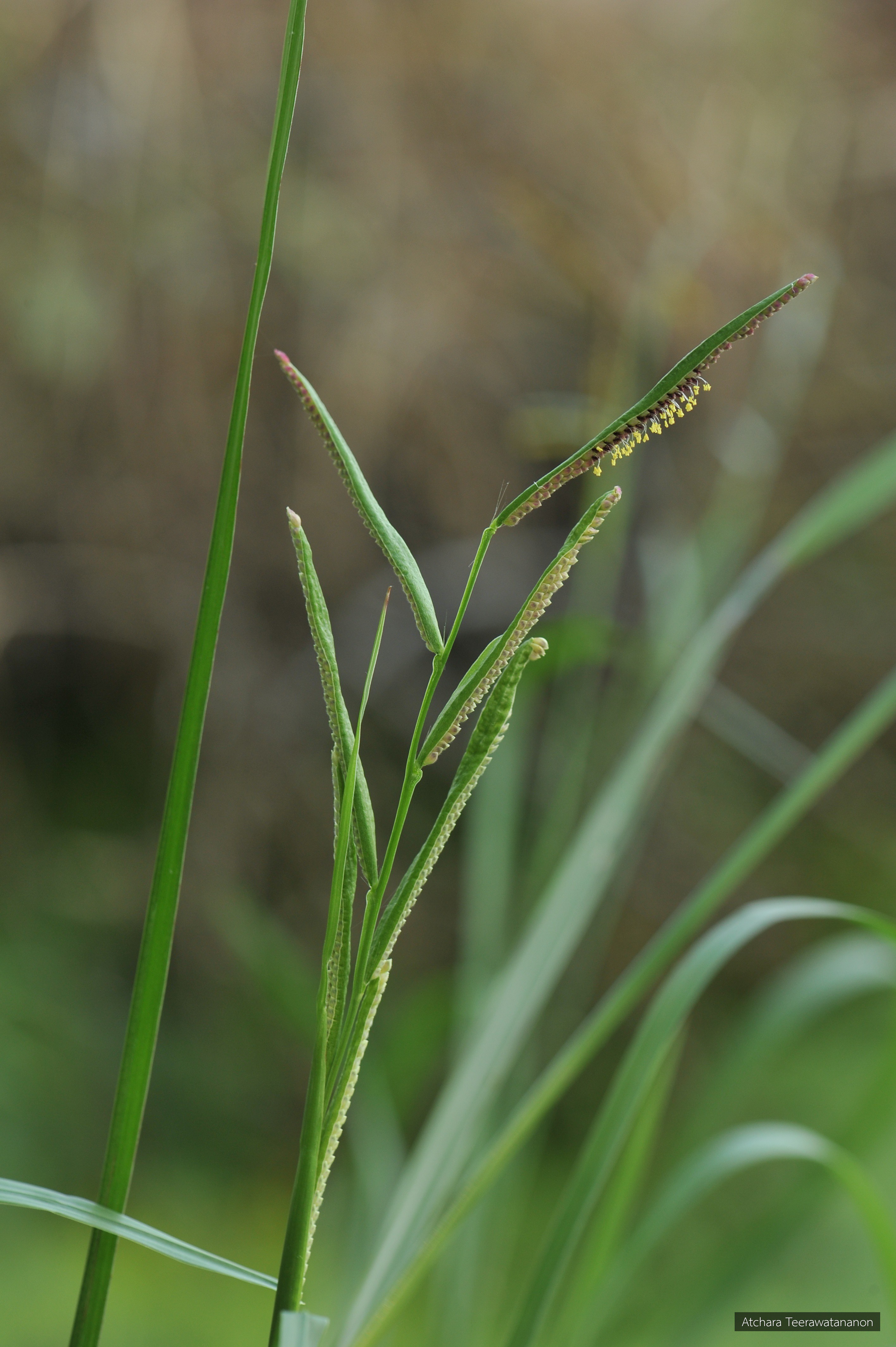 Paspalum longifolium