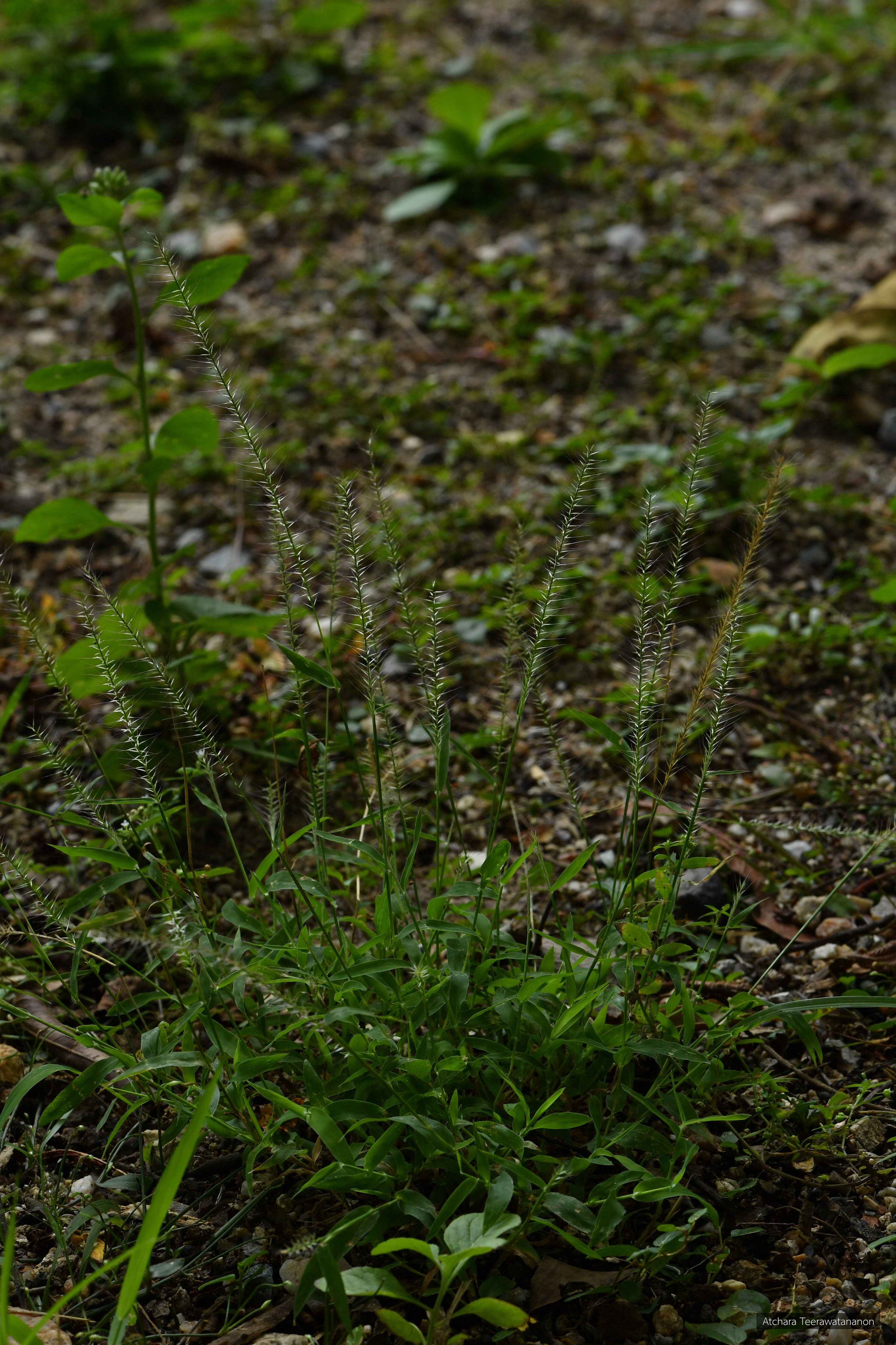 Perotis indica