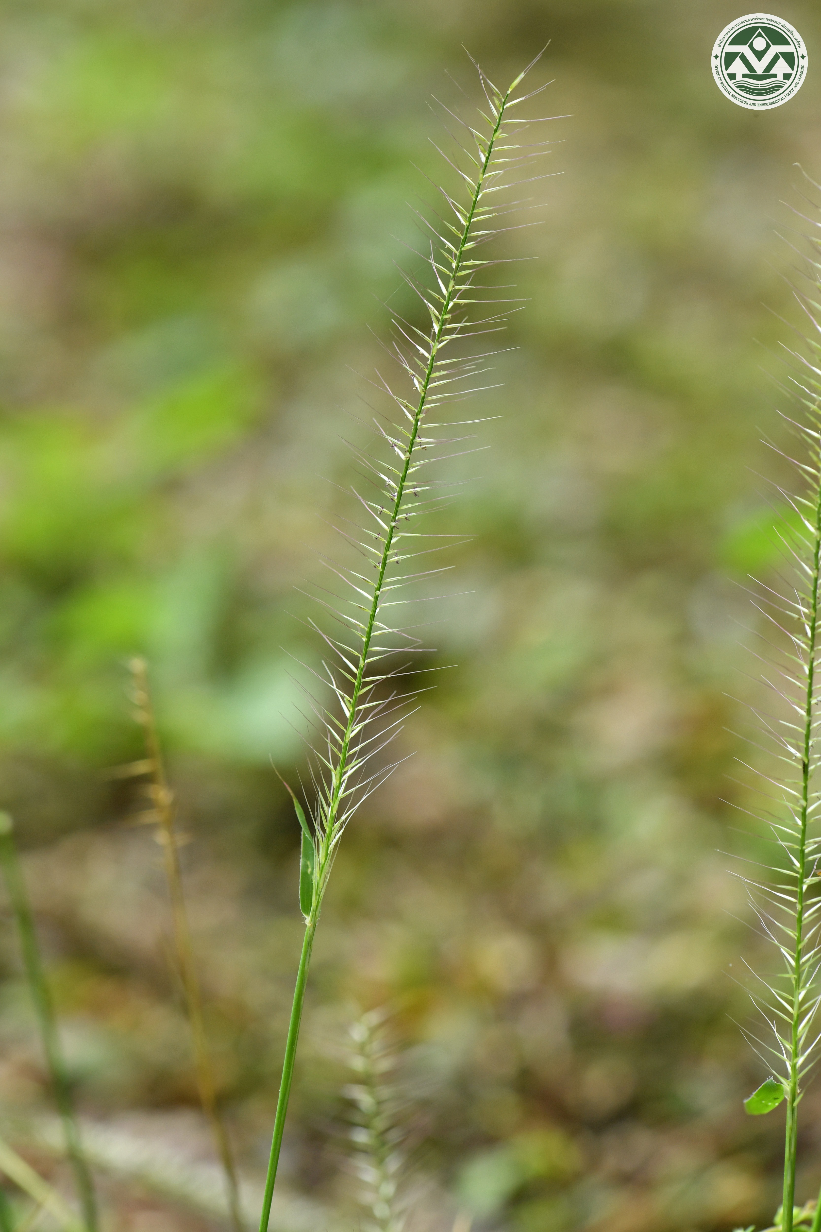 Perotis indica