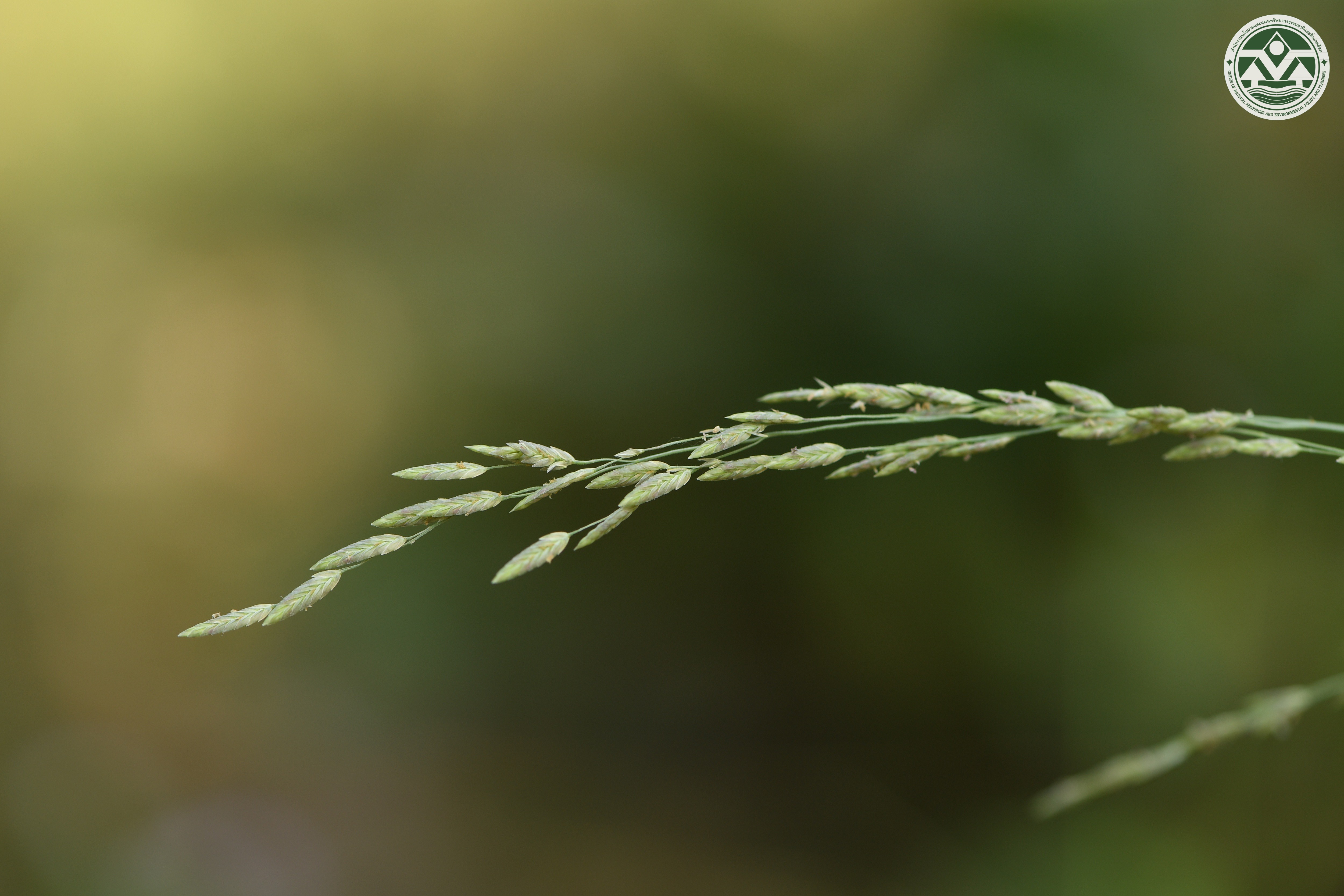 Eragrostis atrovirens