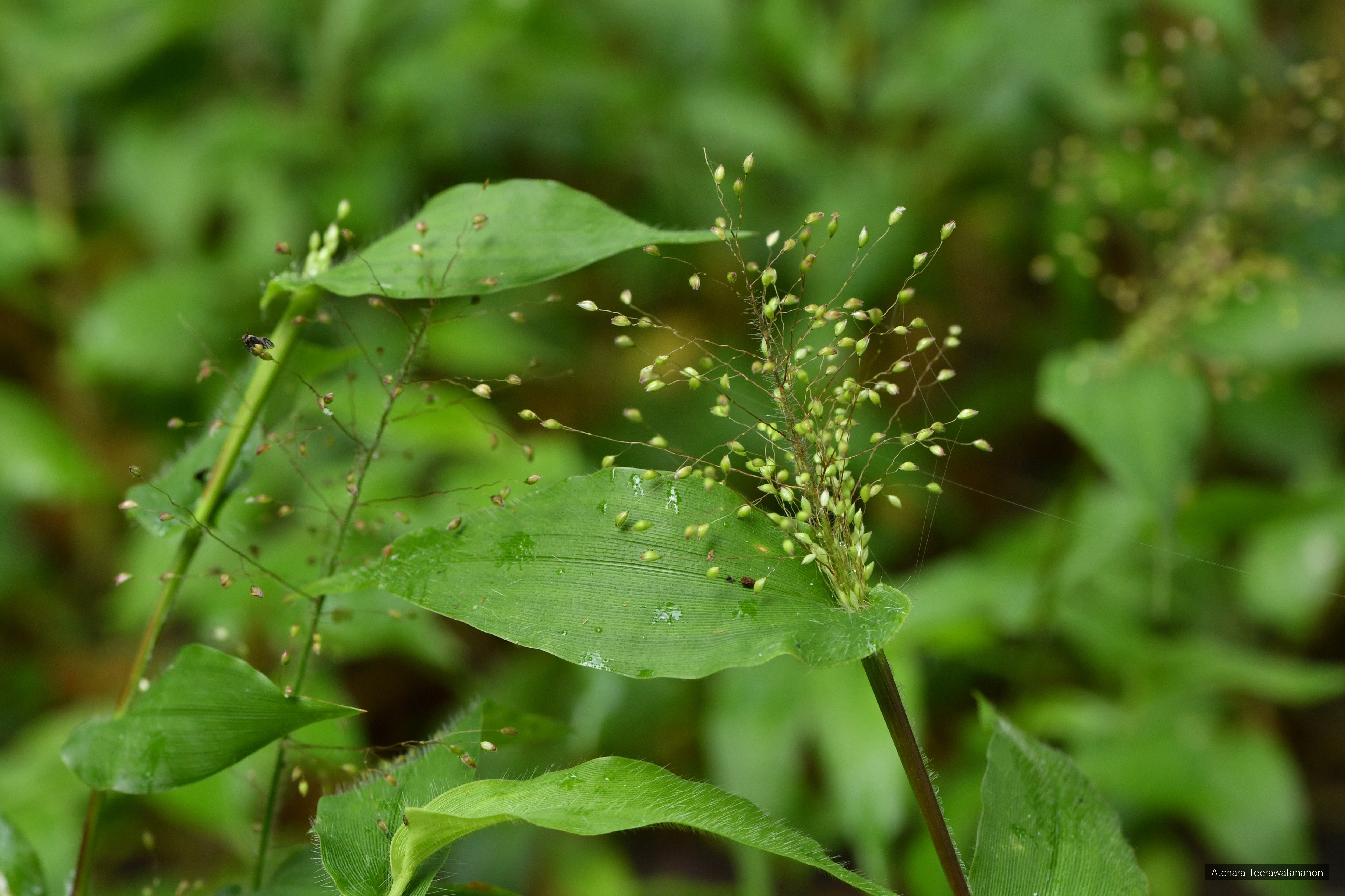 Panicum brevifolium