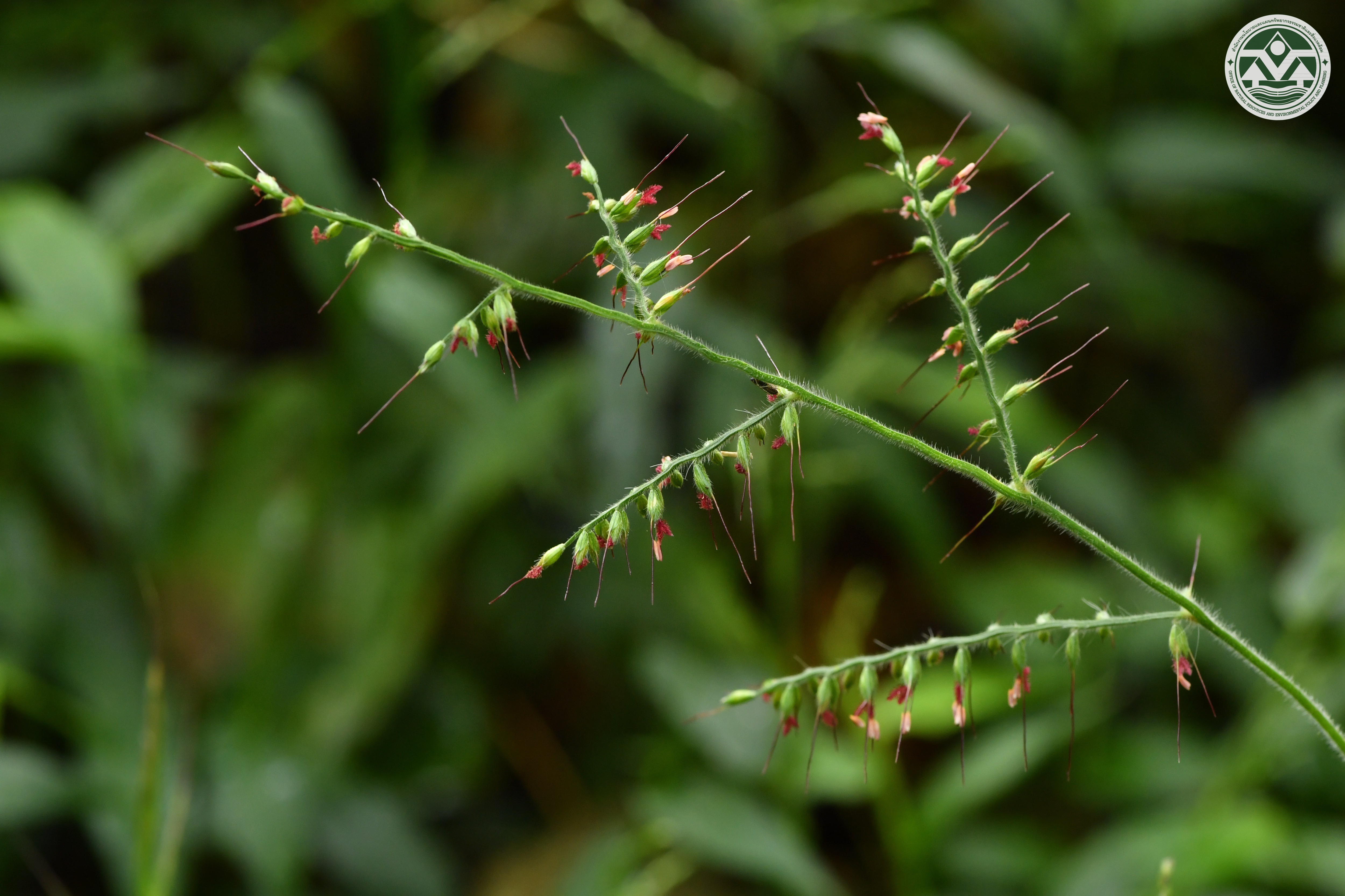 Oplismenus compositus