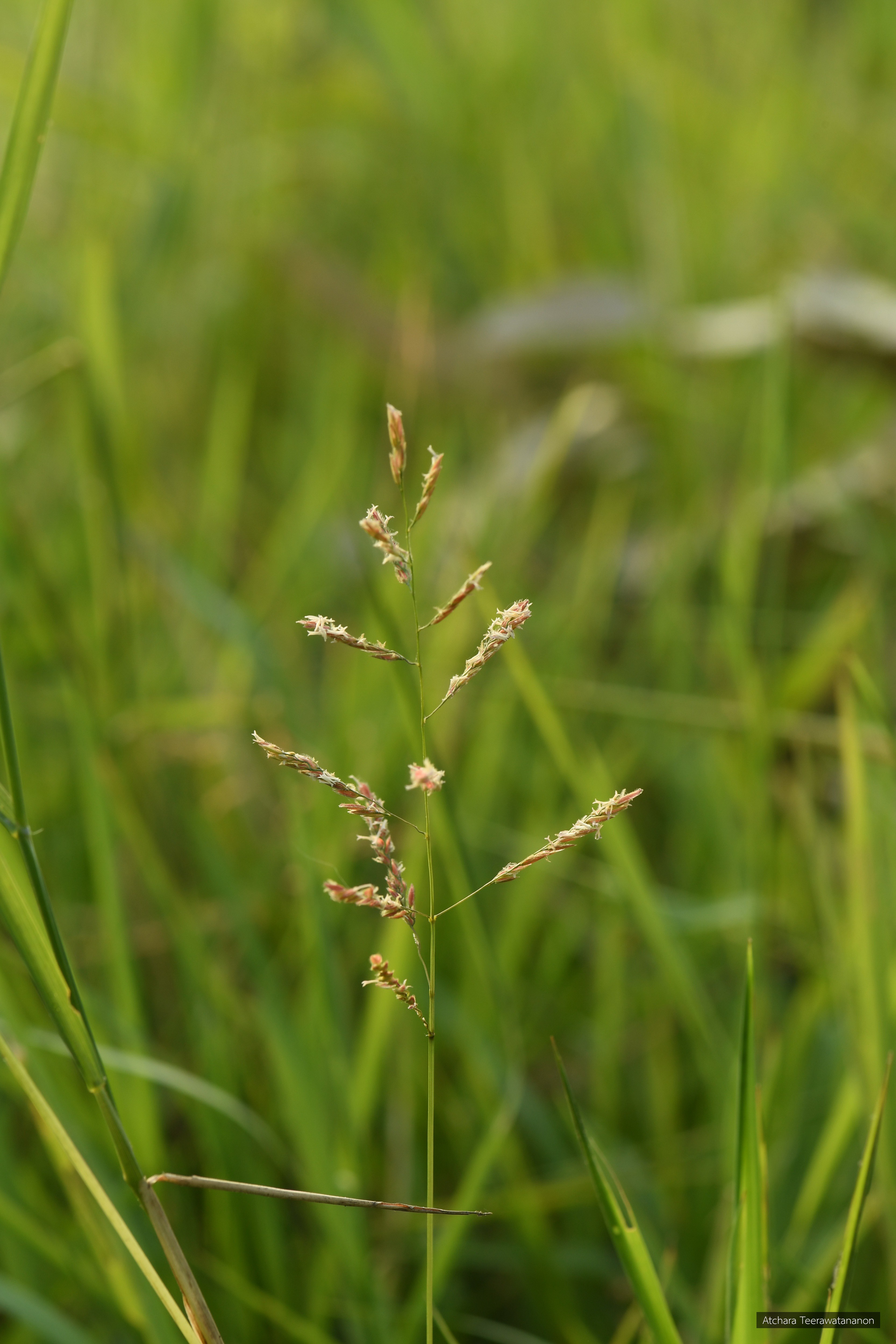 Leersia hexandra