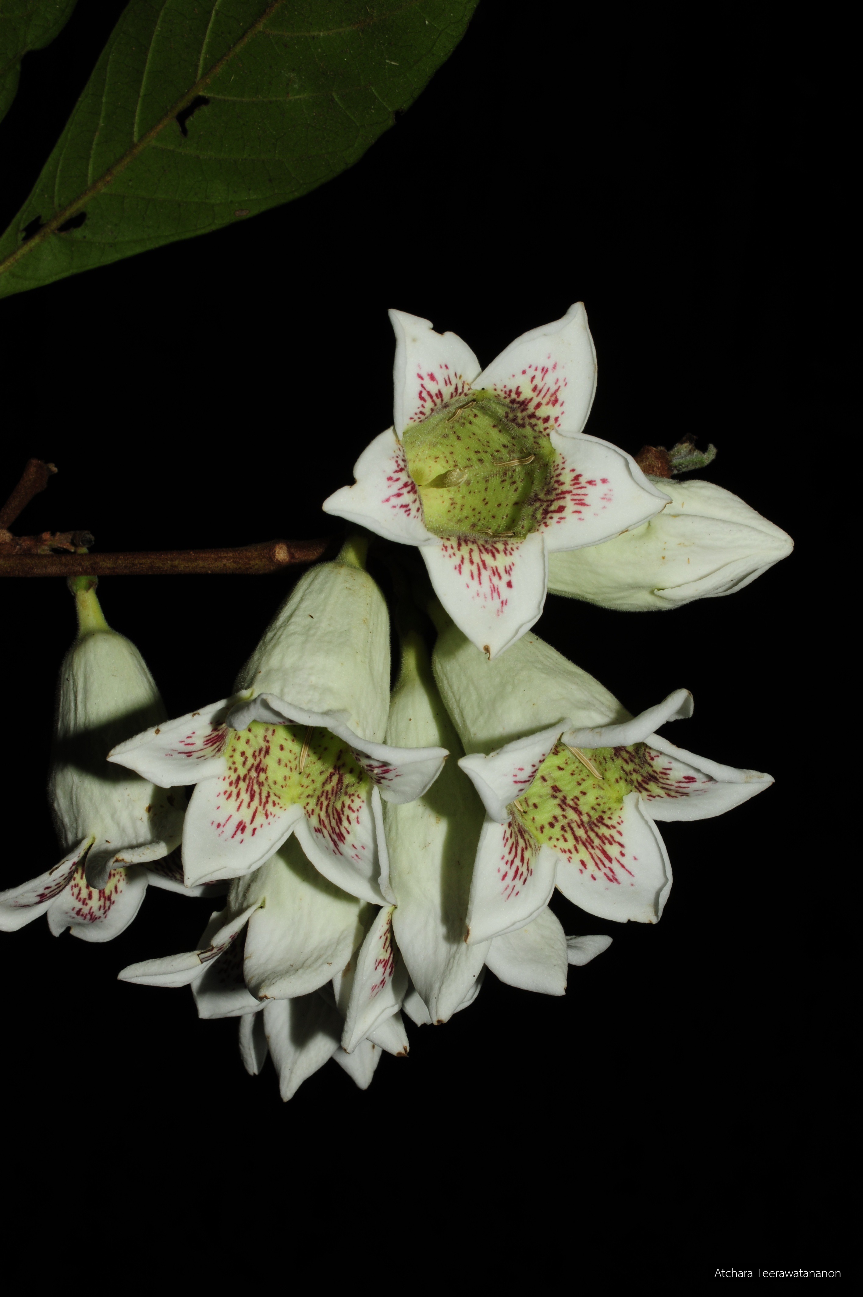 Rothmannia wittii