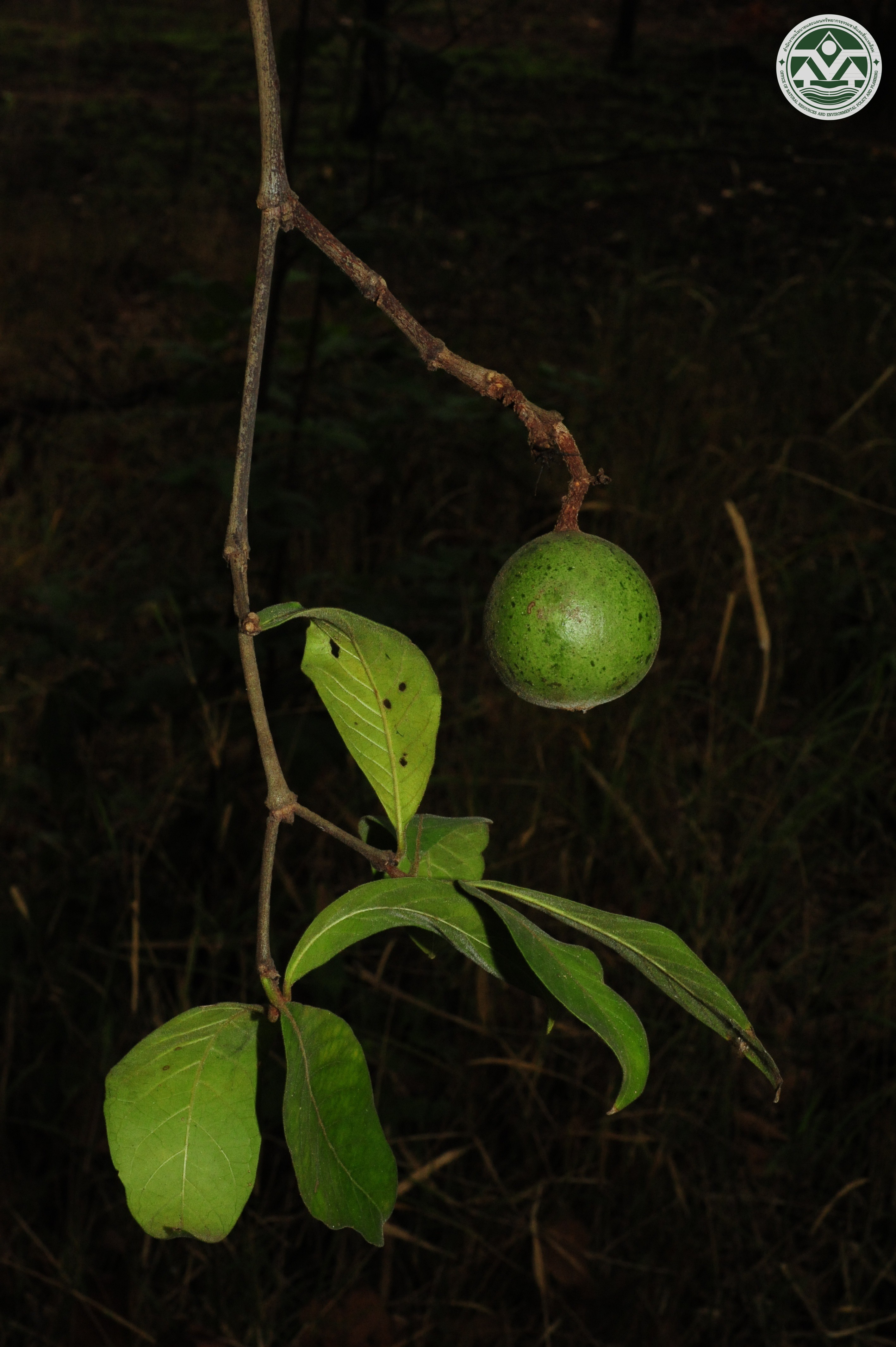 Rothmannia wittii