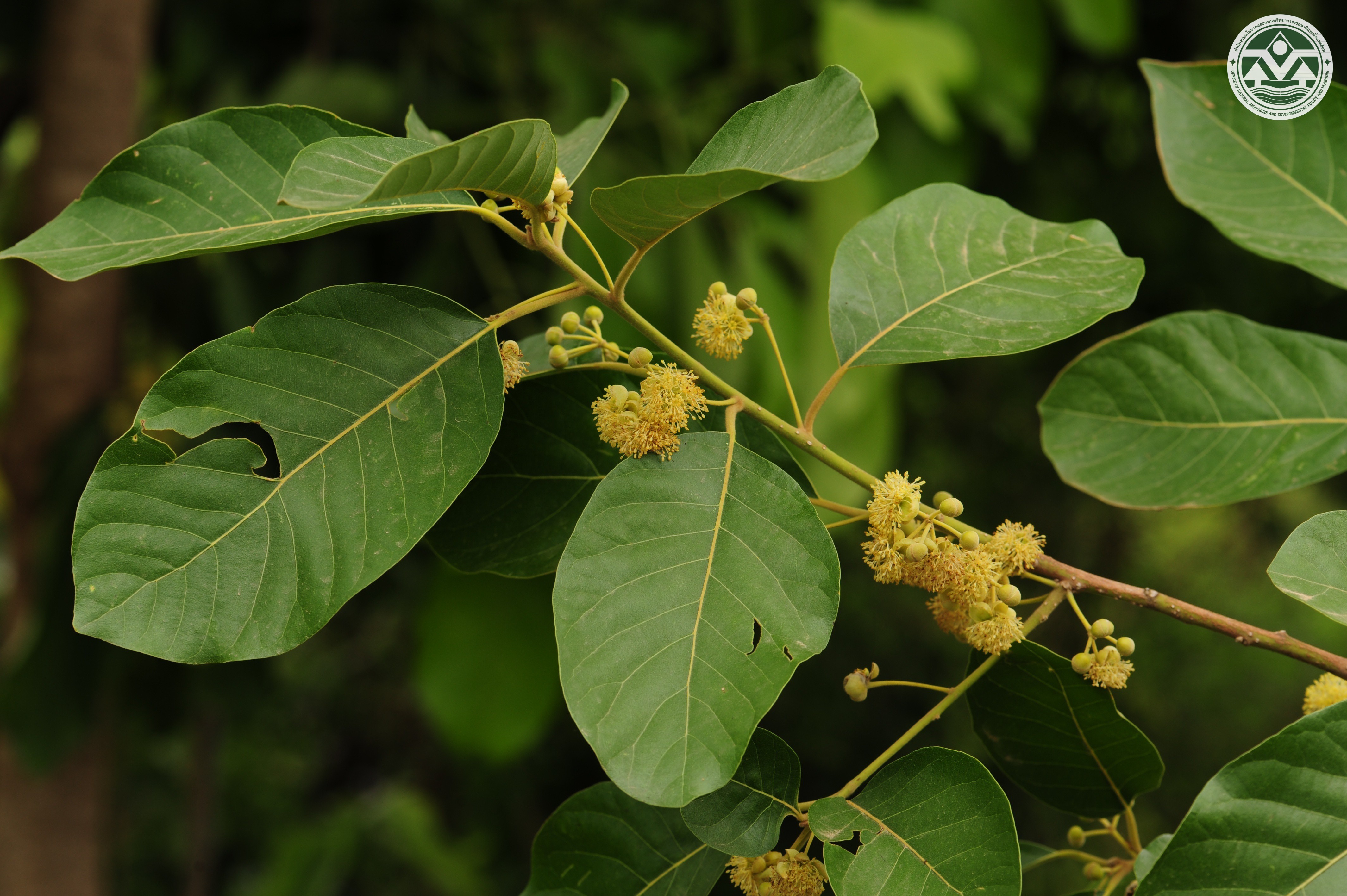 Litsea glutinosa