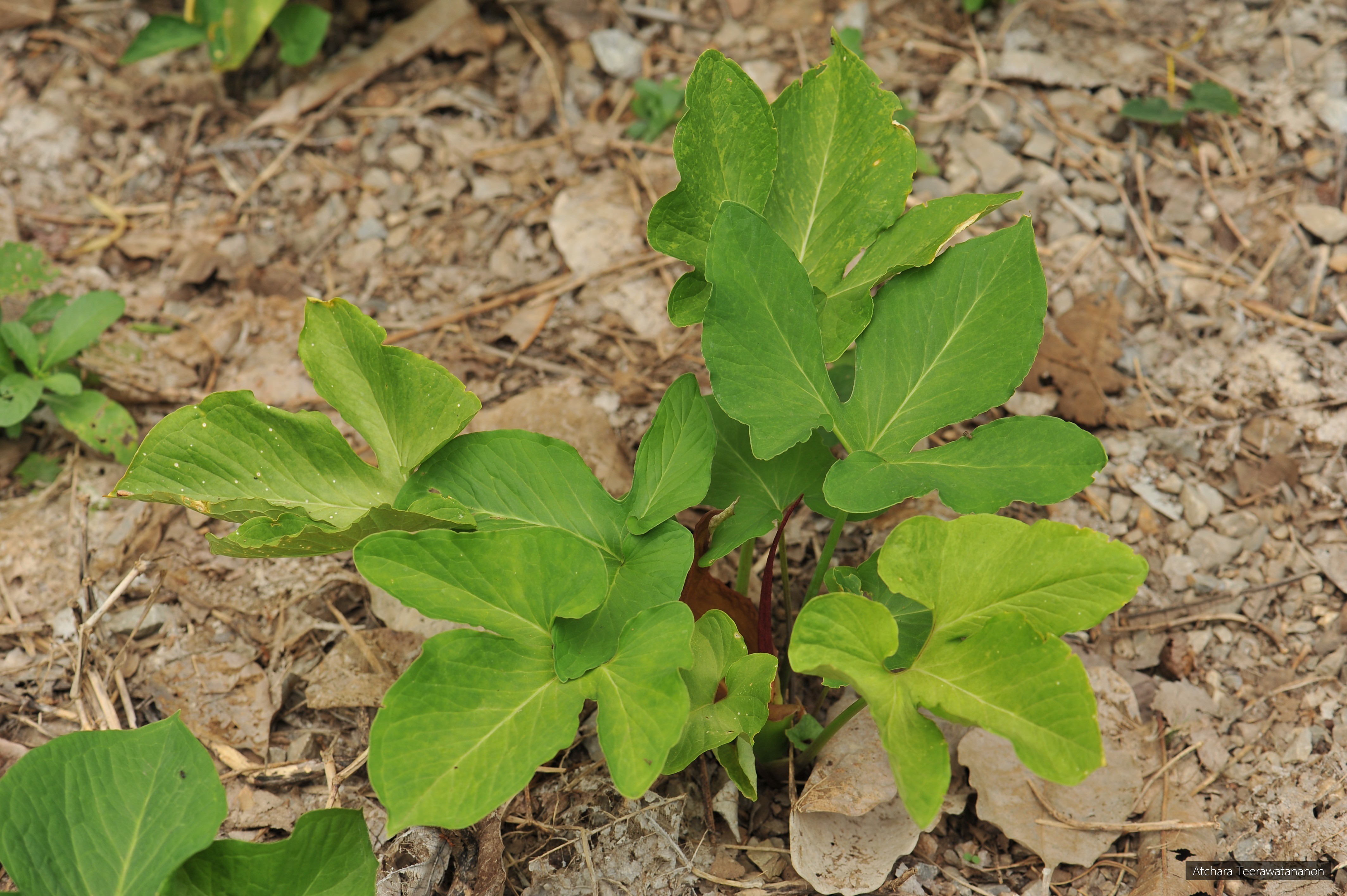 Typhonium trilobatum