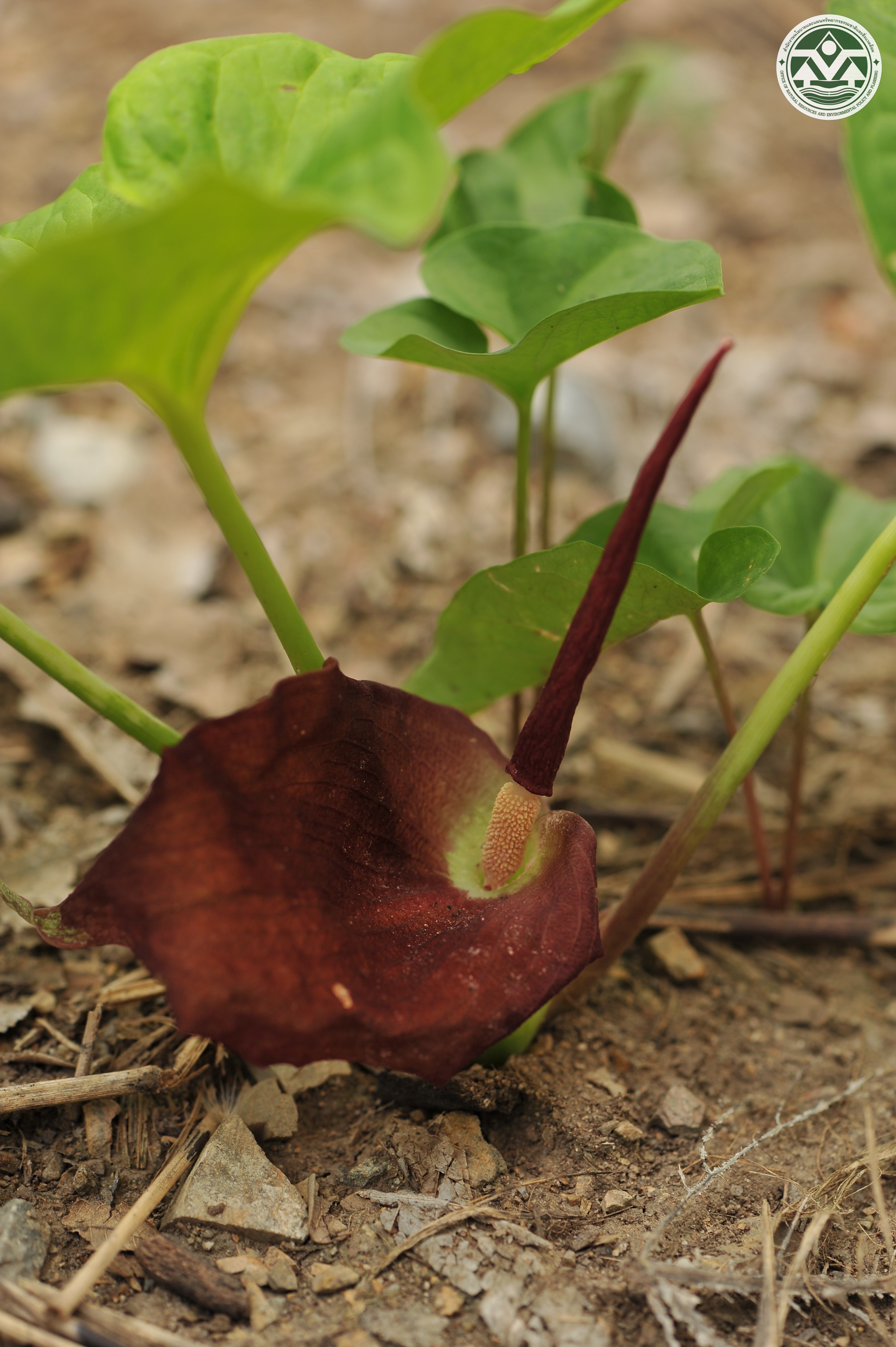 Typhonium trilobatum