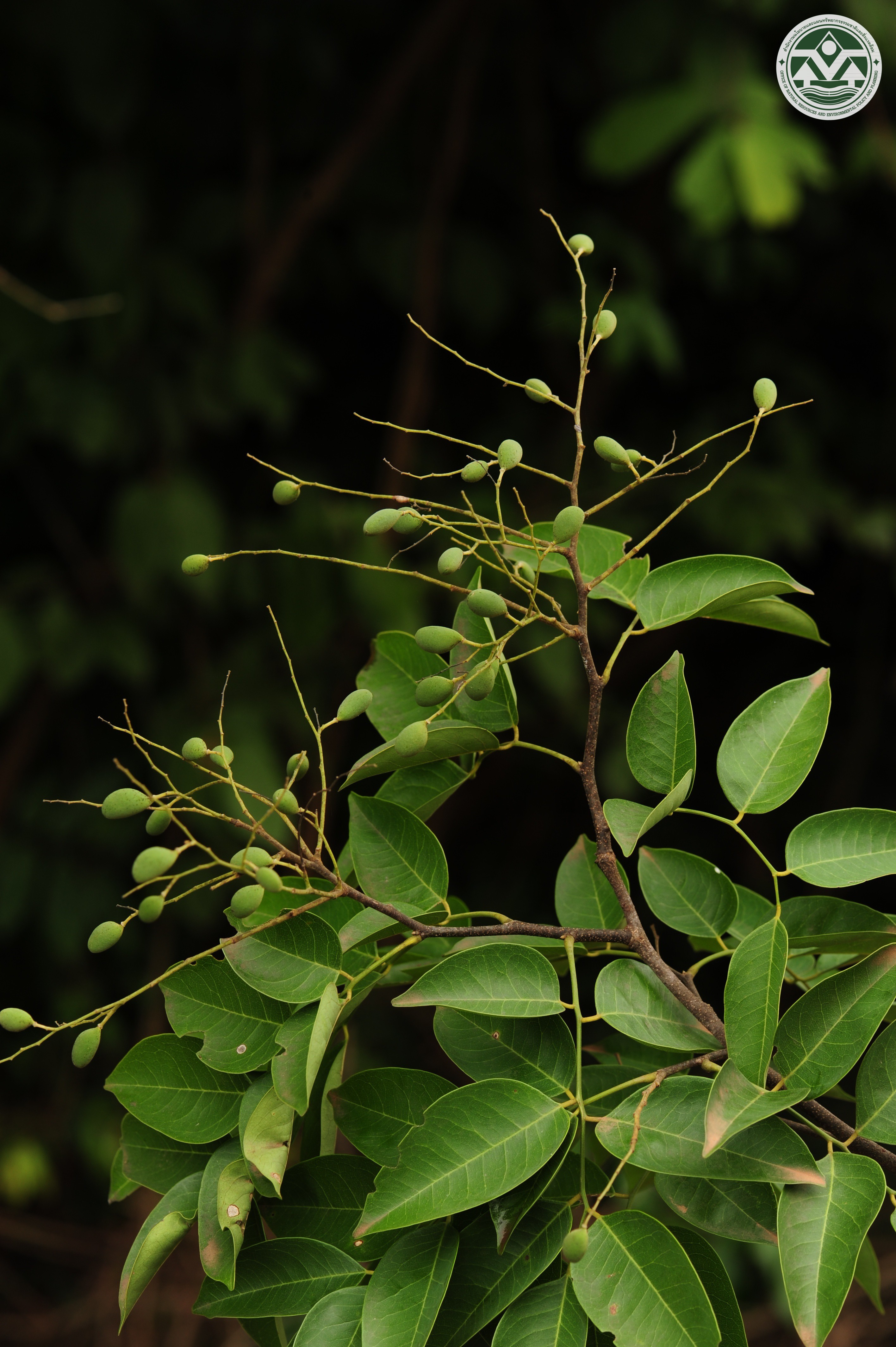 Dialium cochinchinense