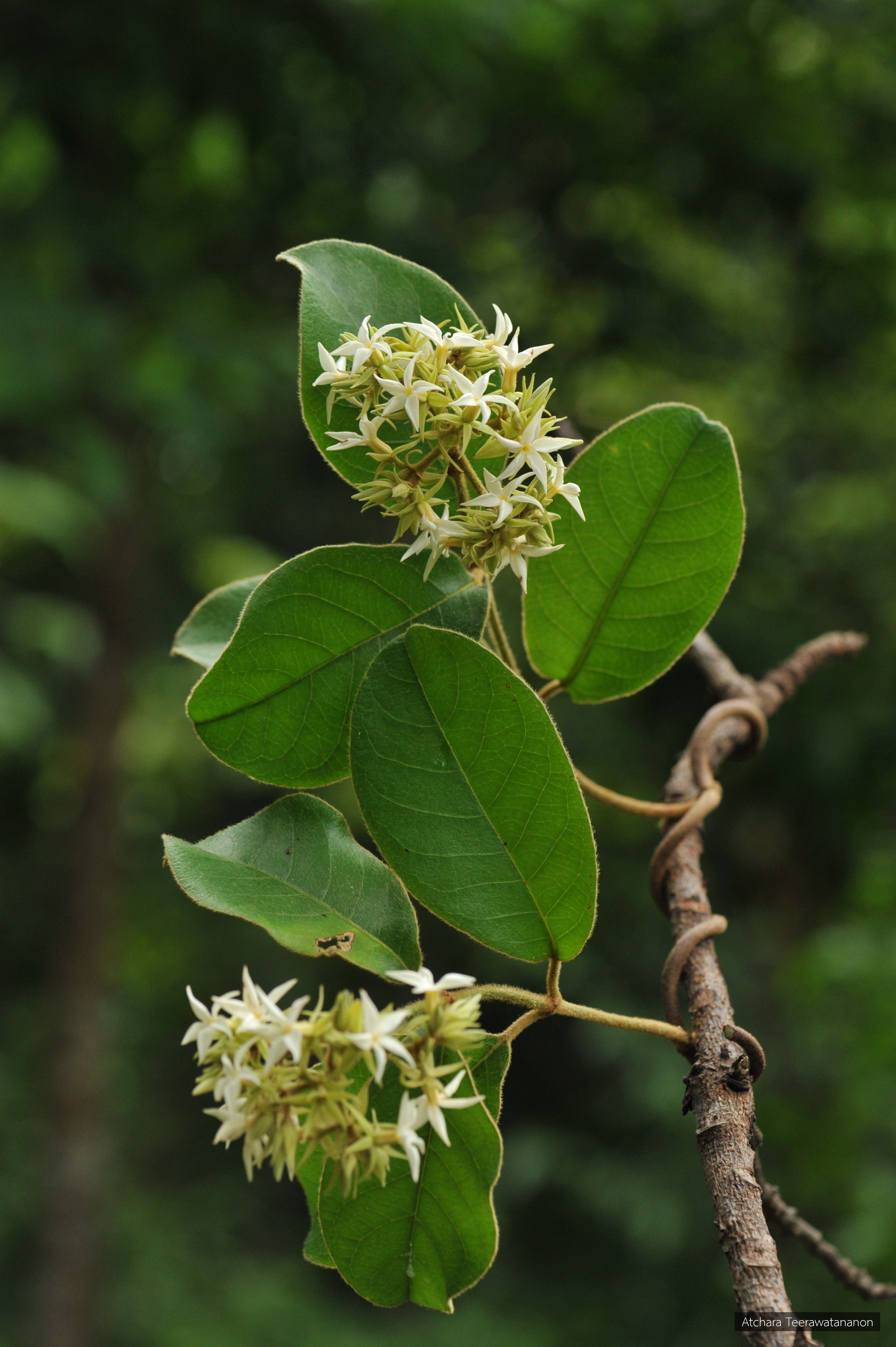 Aganosma cymosa