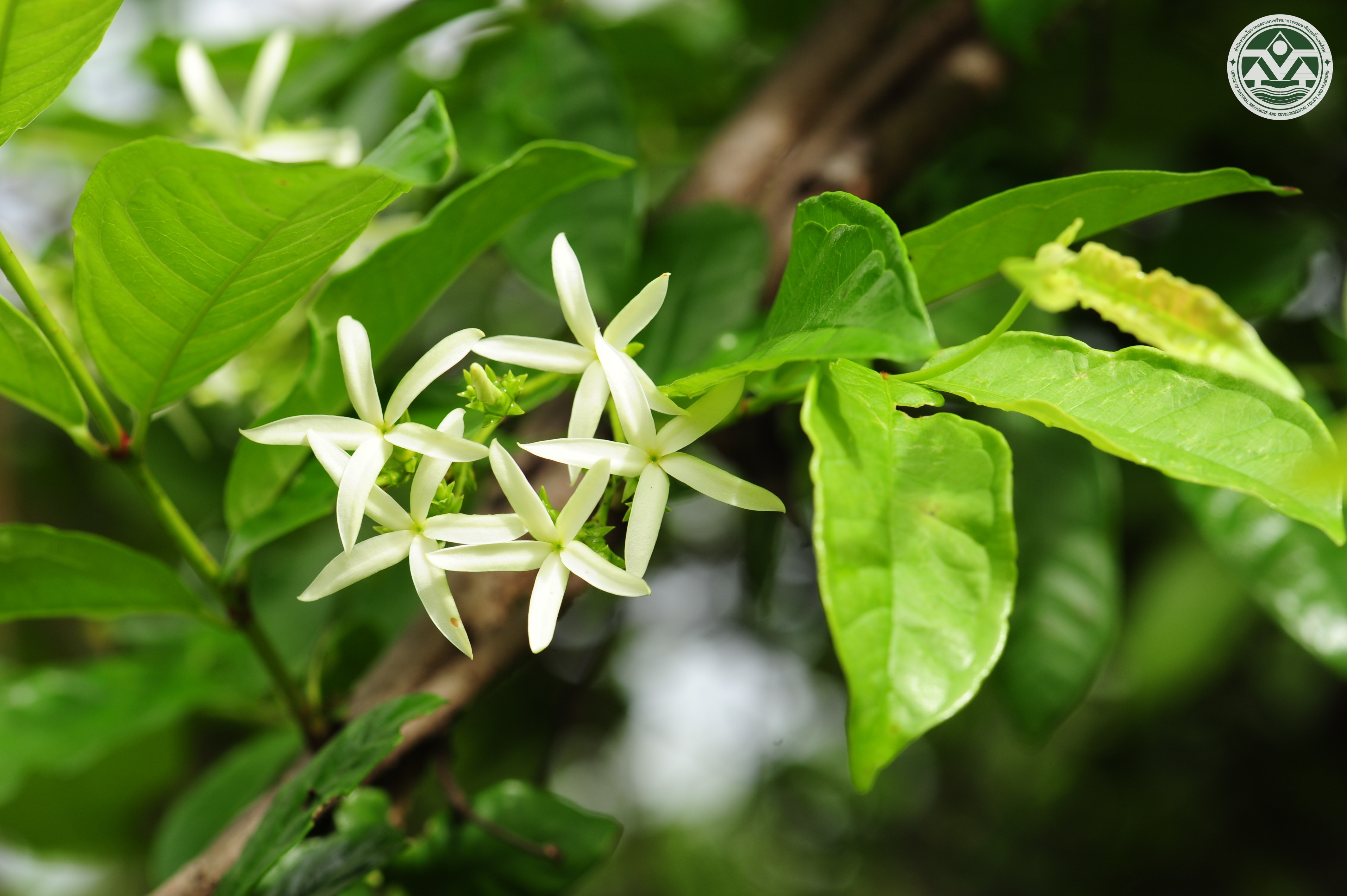 Amphineurion marginatum