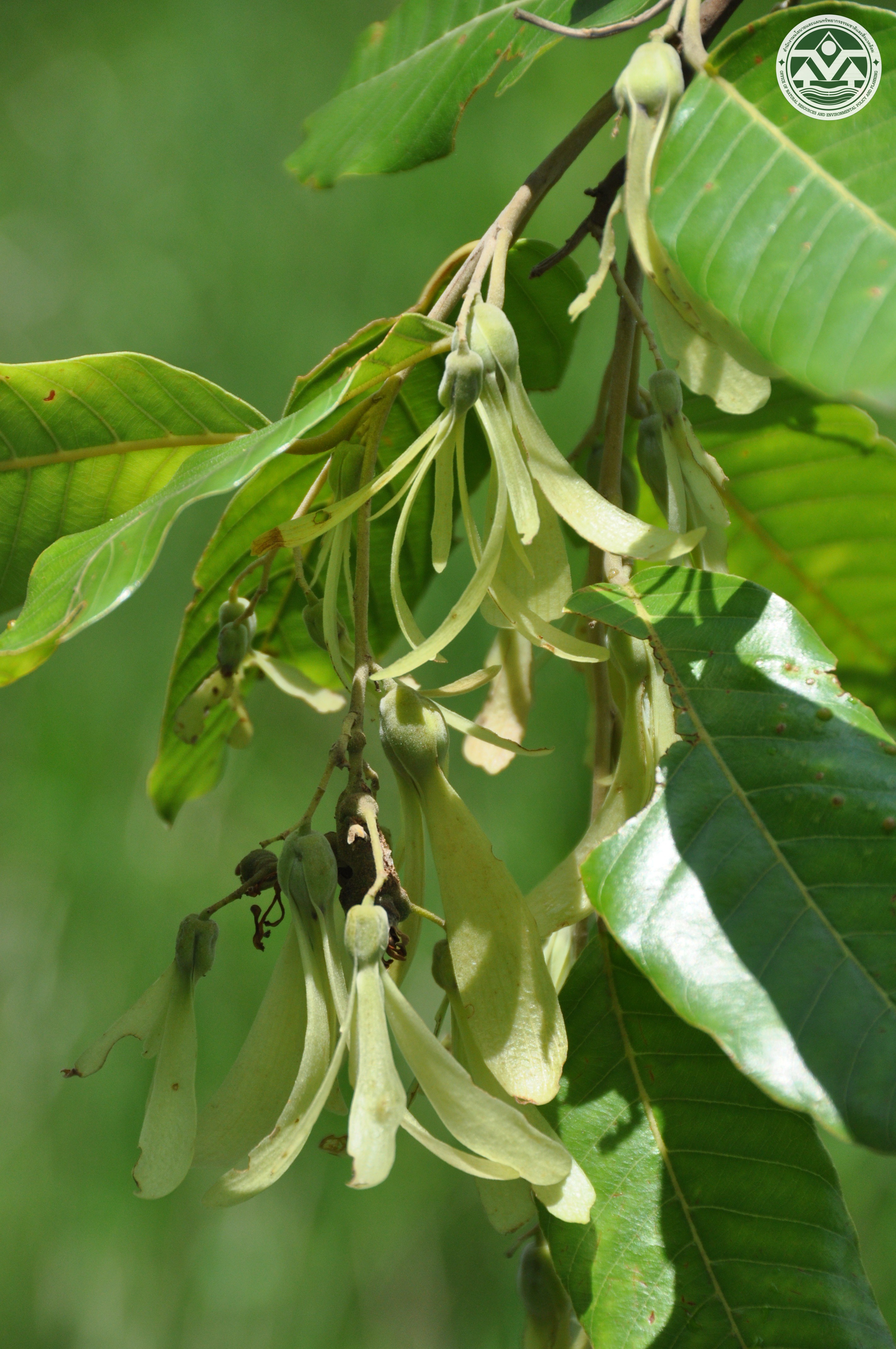 Shorea obtusa