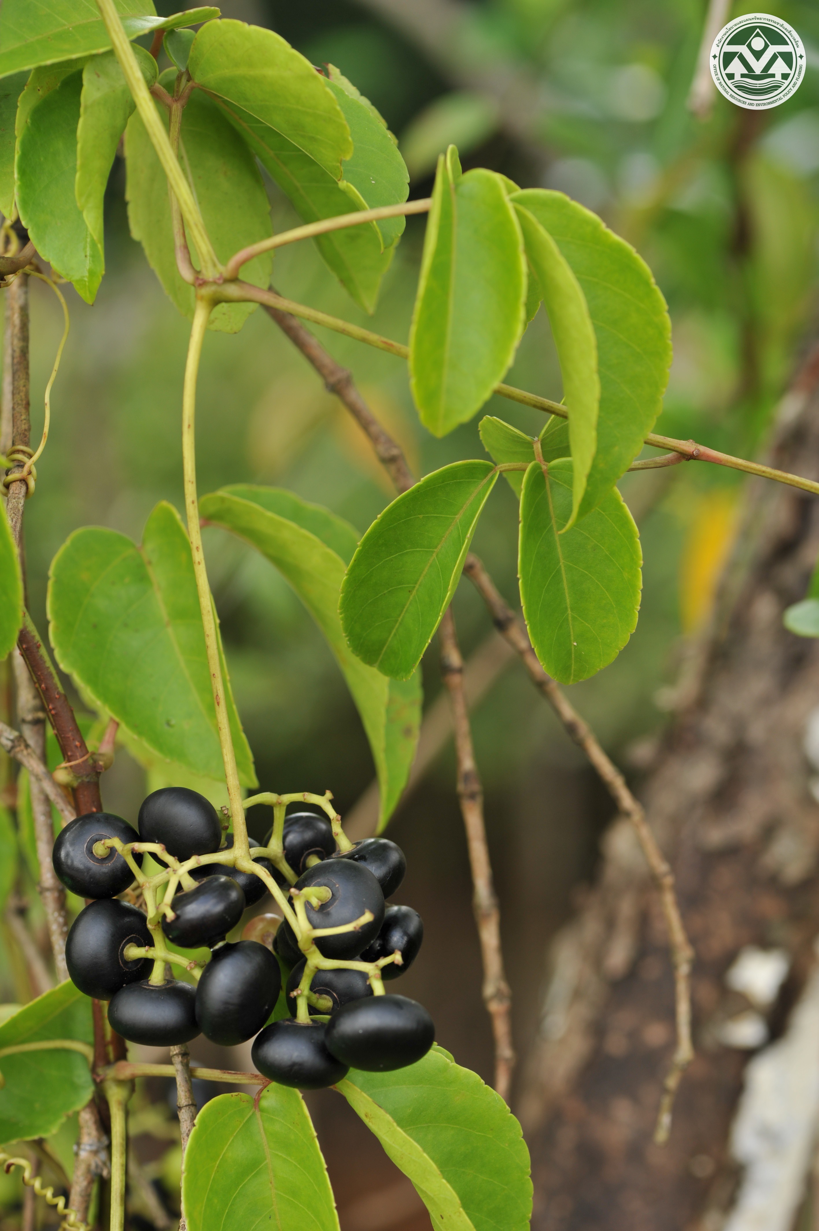 Cayratia trifolia