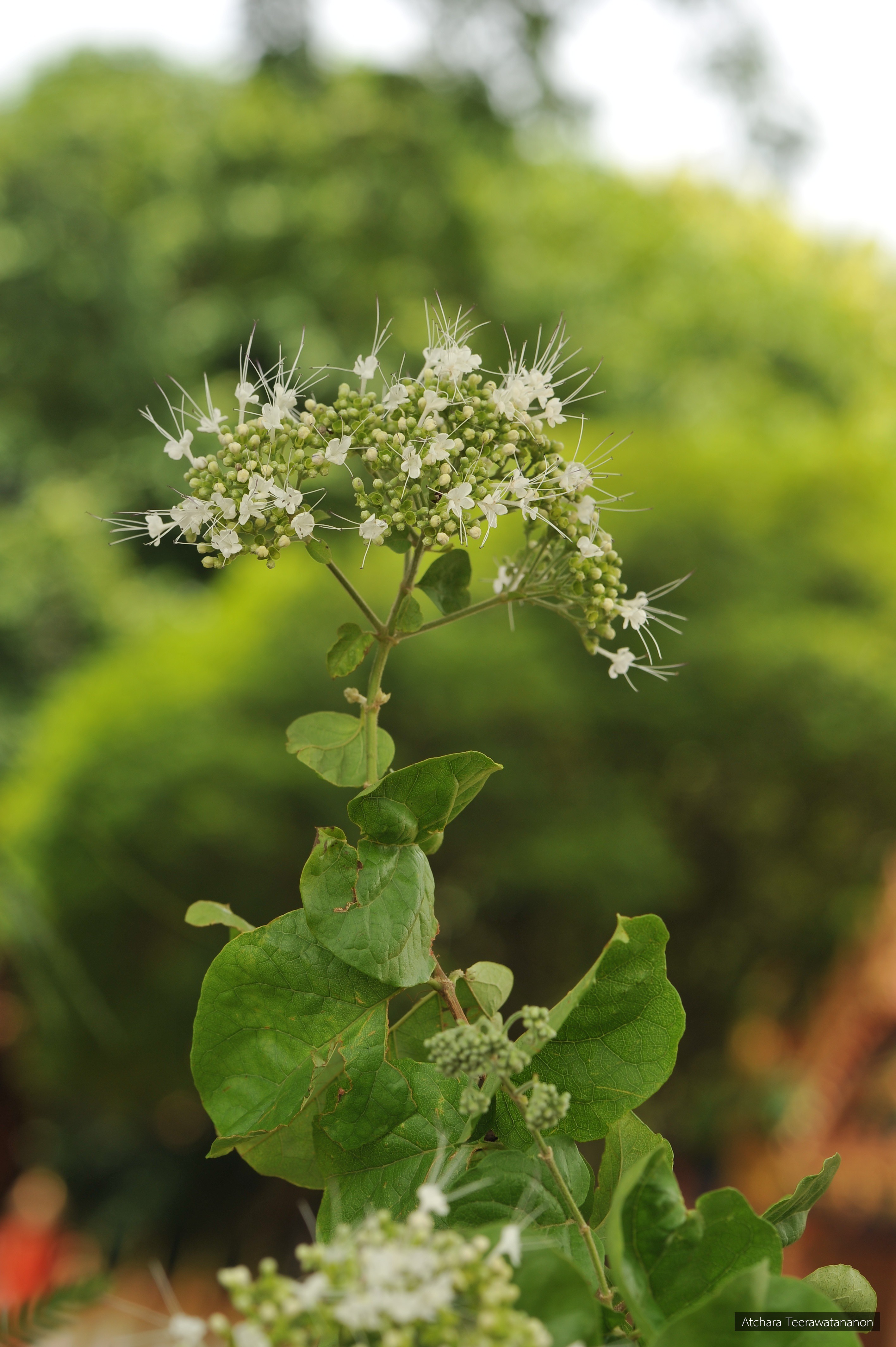 Glossocarya mollis