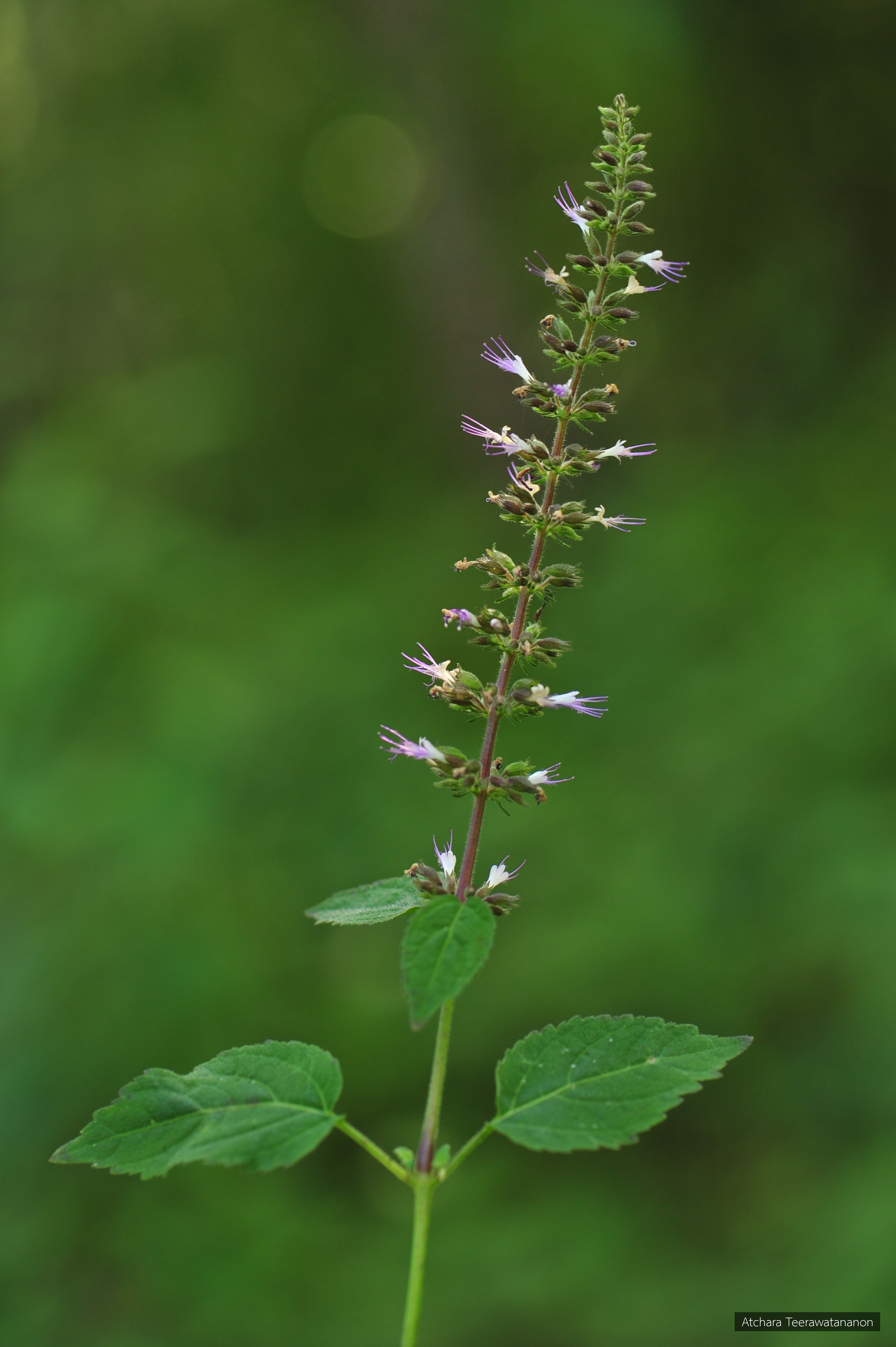 Pogostemon menthoides